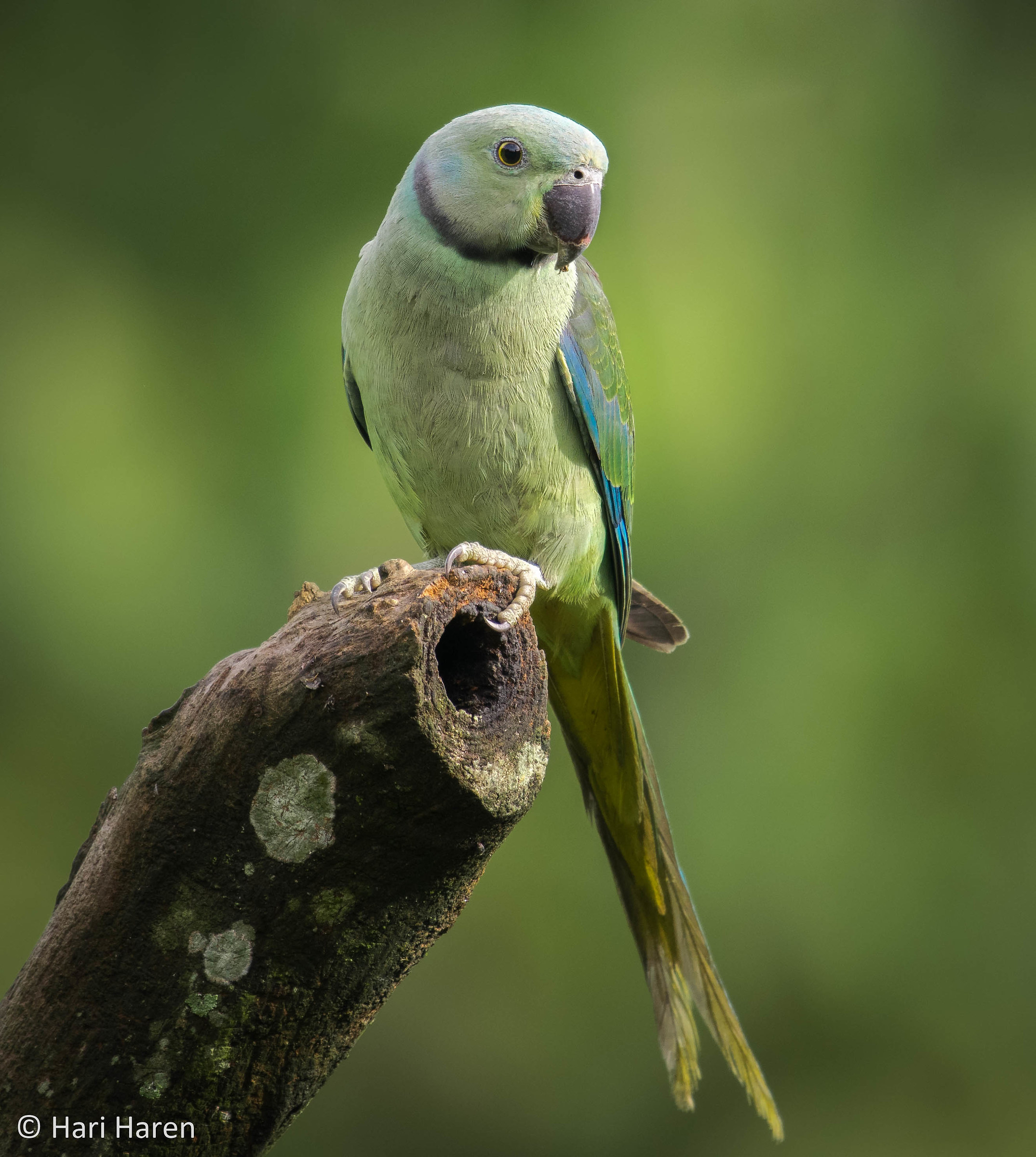 Malabar parakeet female