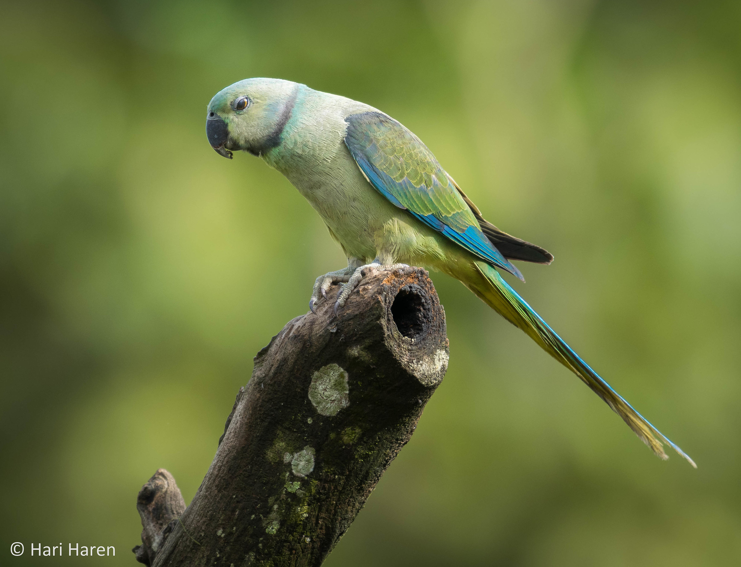 Malabar parakeet female