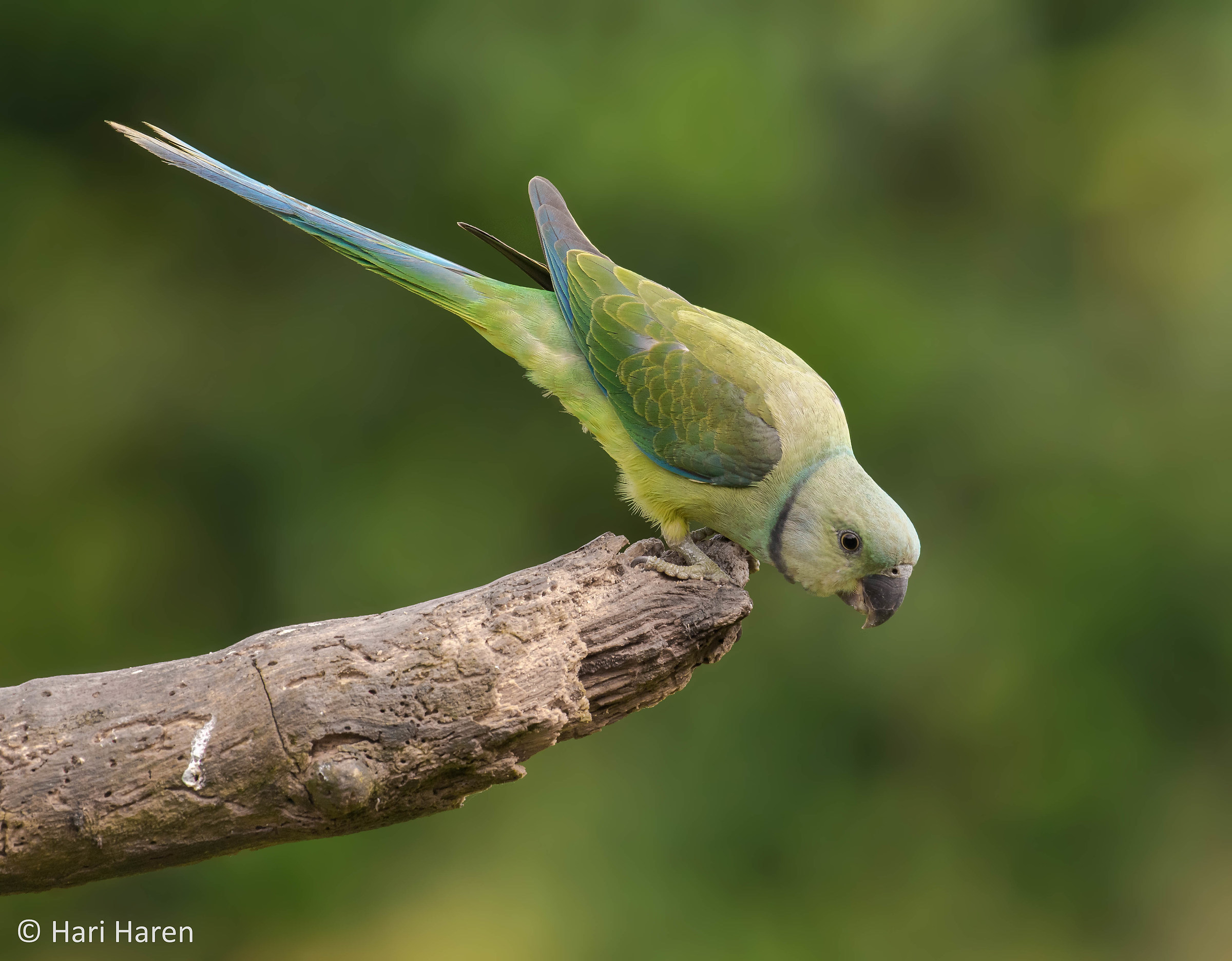Malabar parakeet female