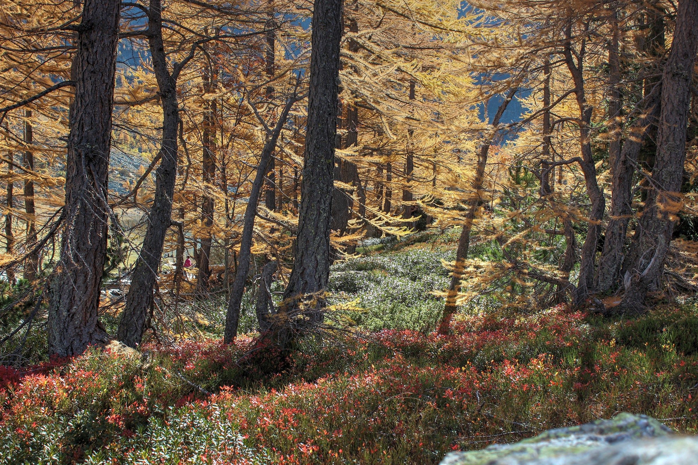 Sottobosco al Lago d'Arpy - HDR