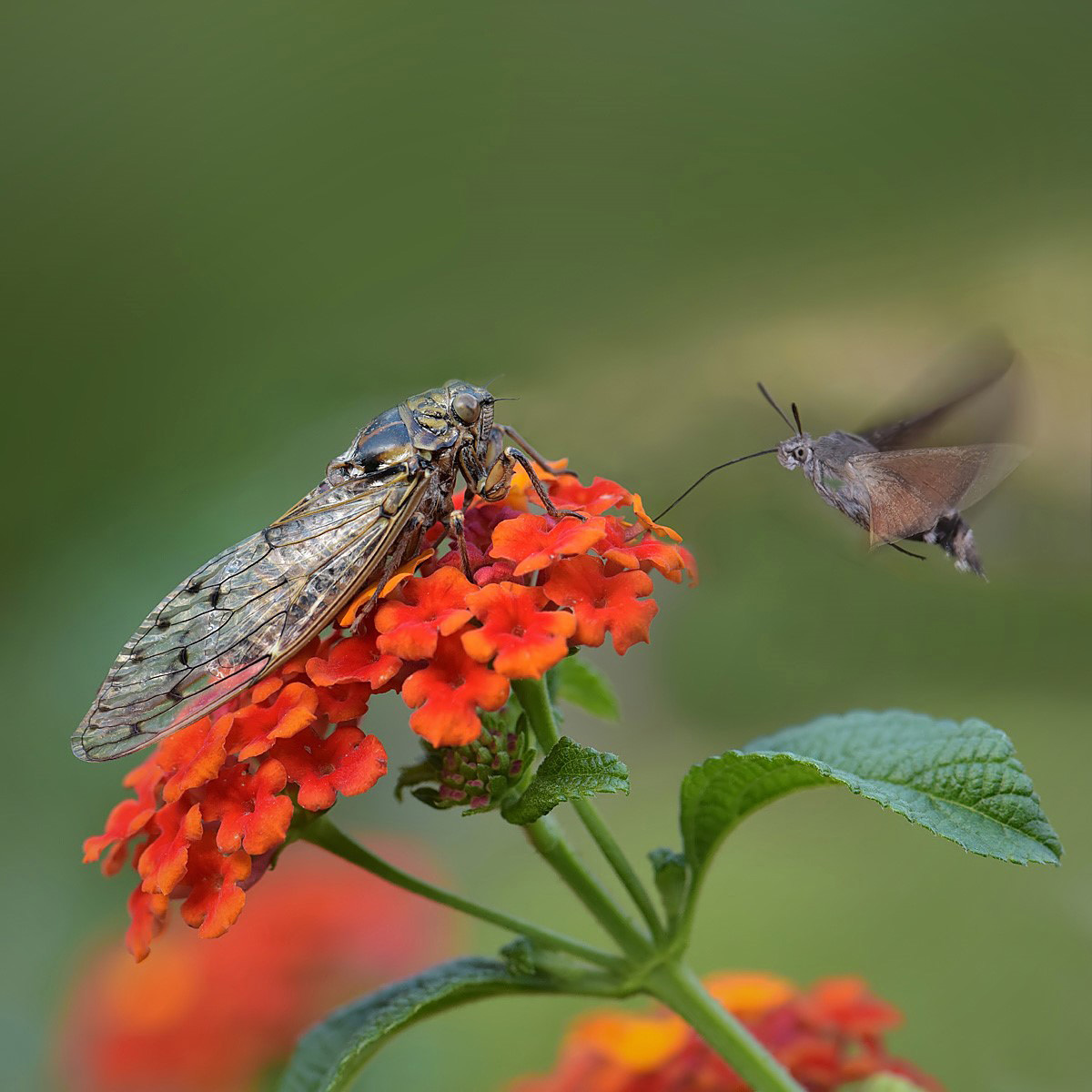 cicala e sfinge colibri su lantana