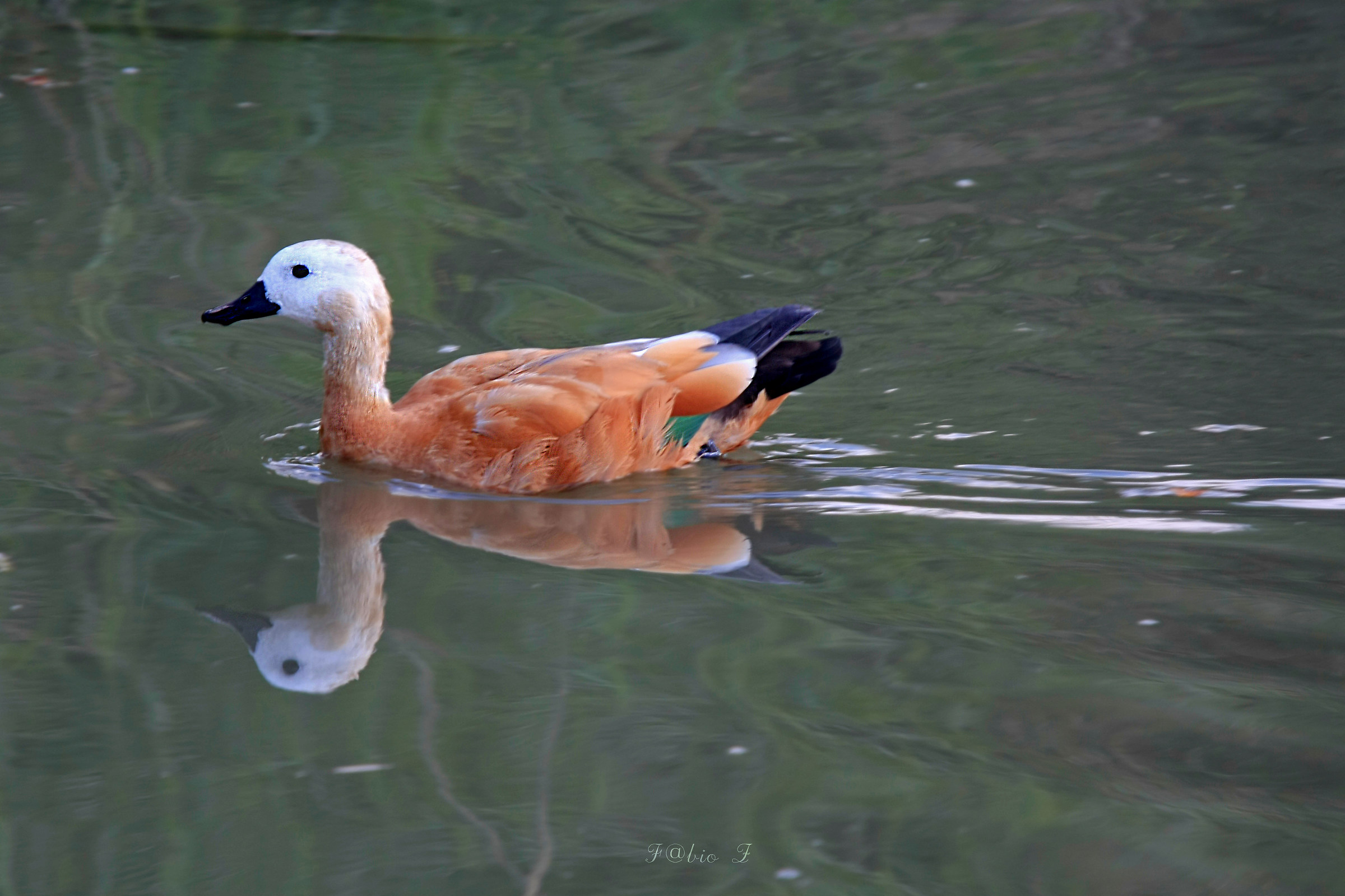 Ruddy Shelduck