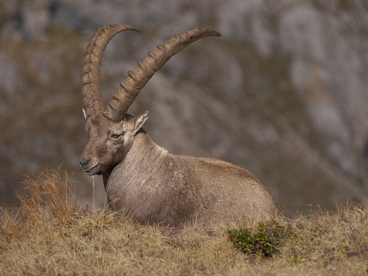 Crogiolandosi al sole