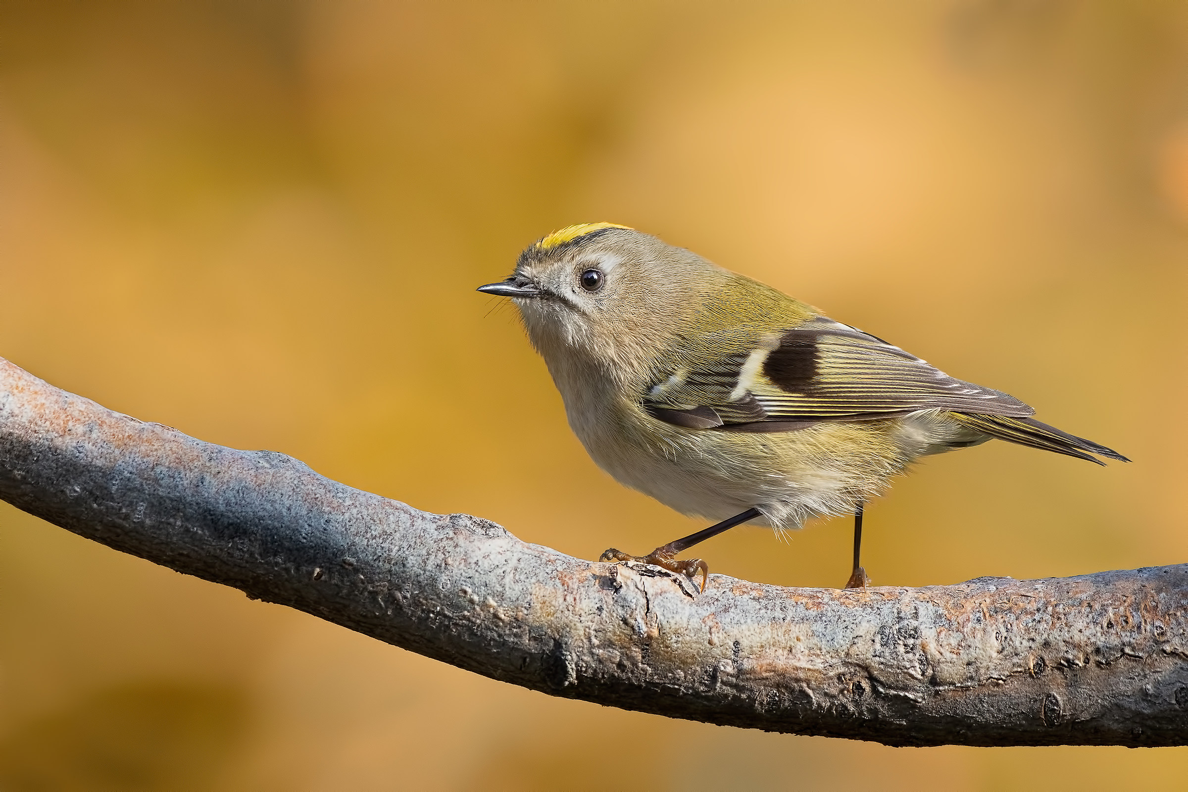 Regolo (Regulus regulus)