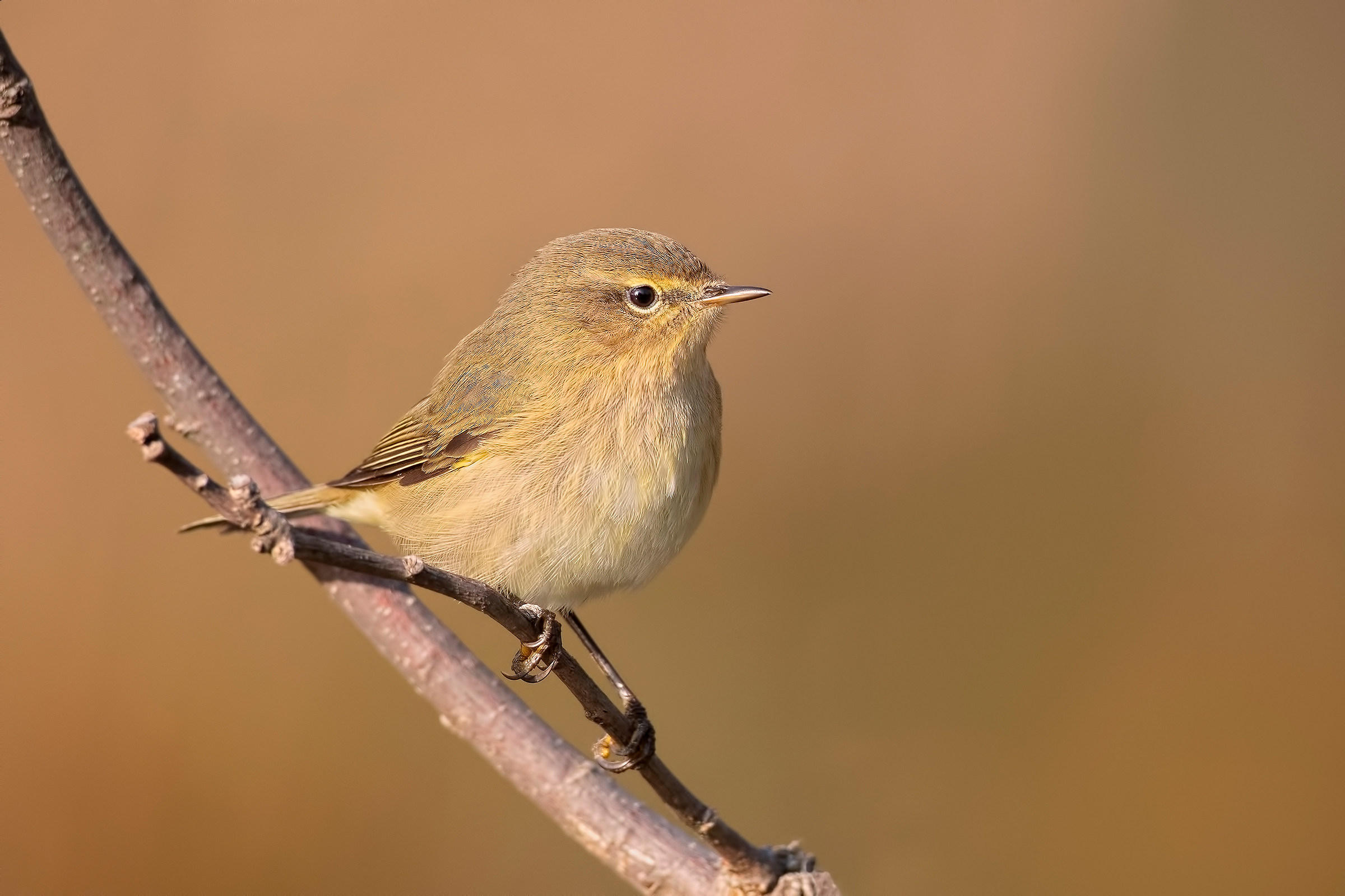 Luì piccolo (Phylloscopus collybita)
