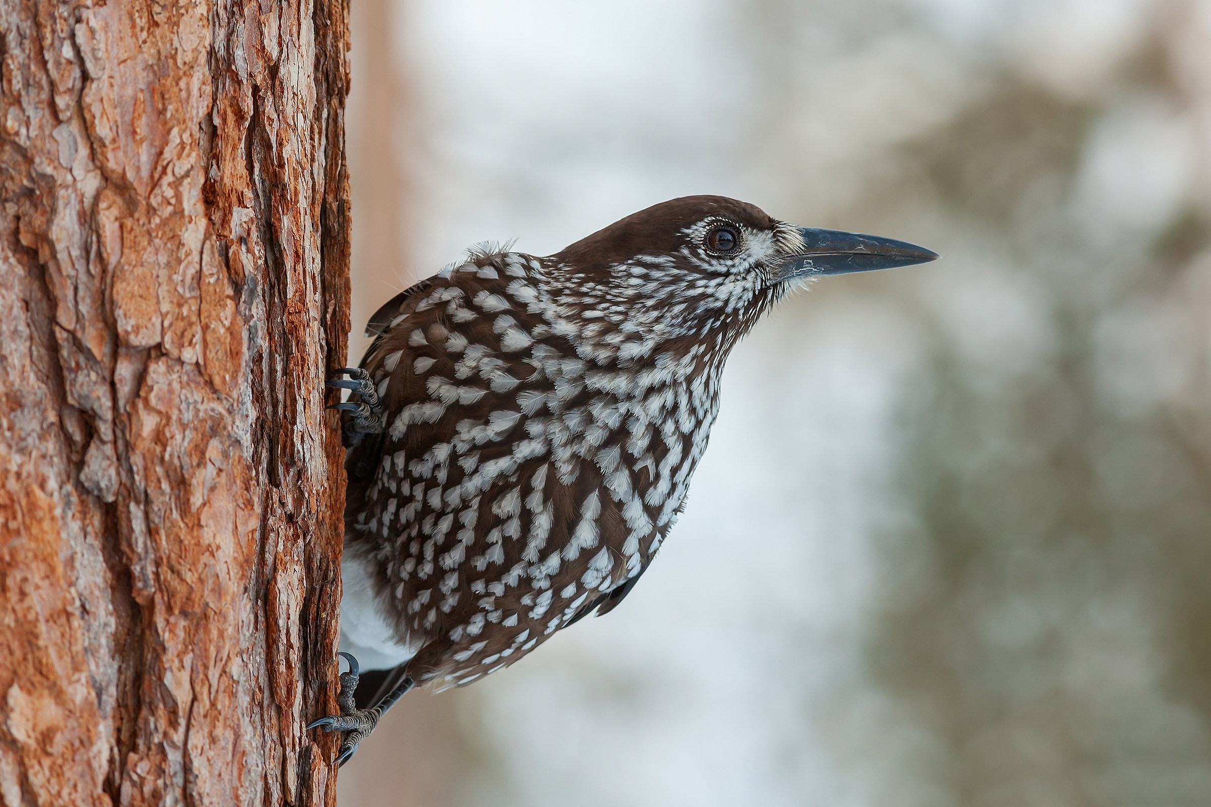 Spotted Nutcracker (Nucifraga caryocatactes, Linnaeus 1758)
