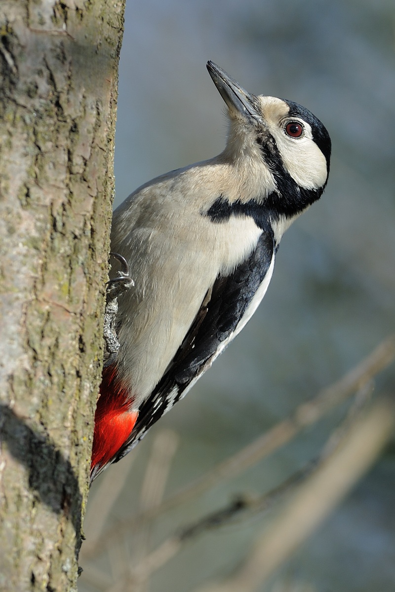 Woodpecker f.