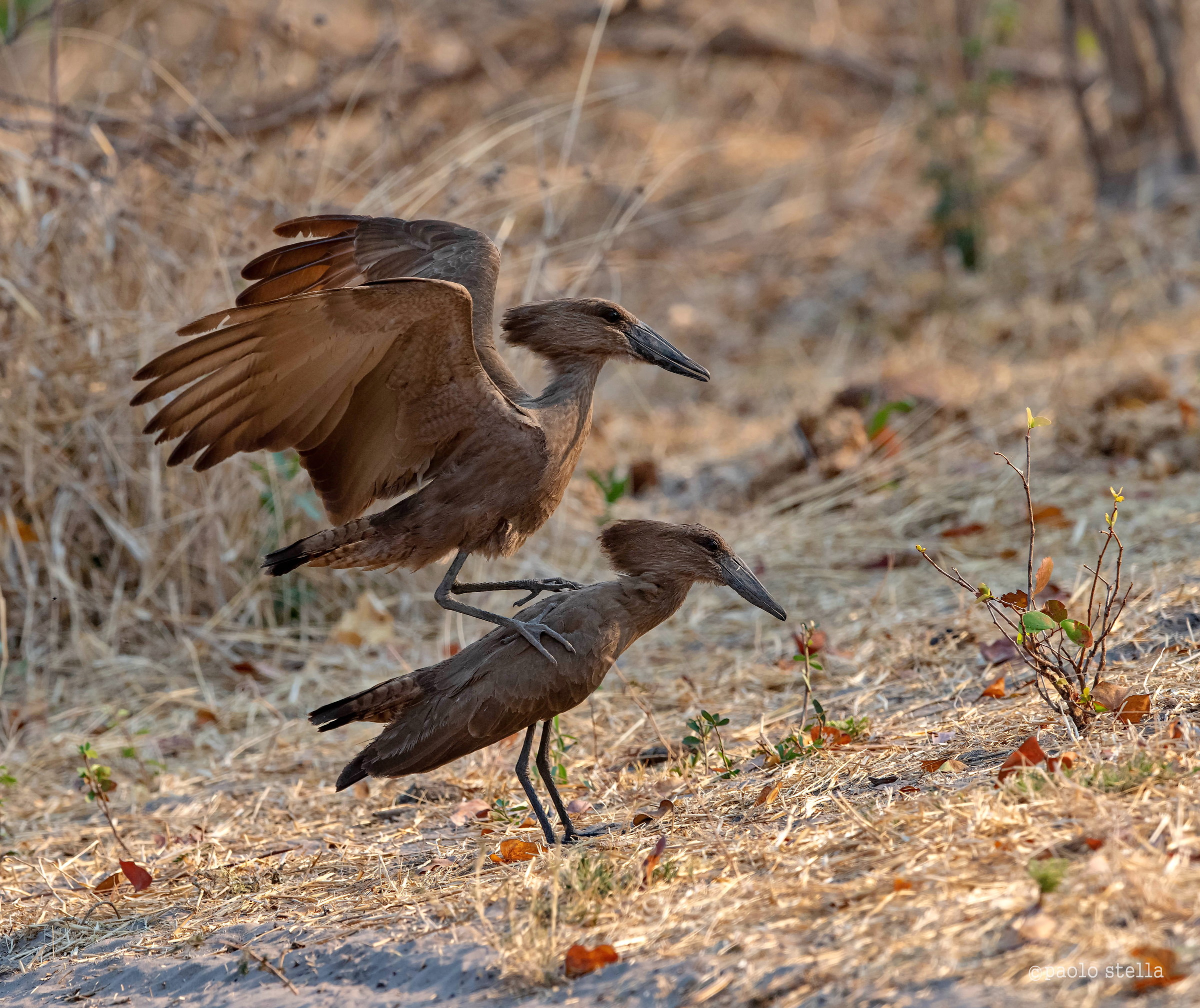Hammerkop Mating