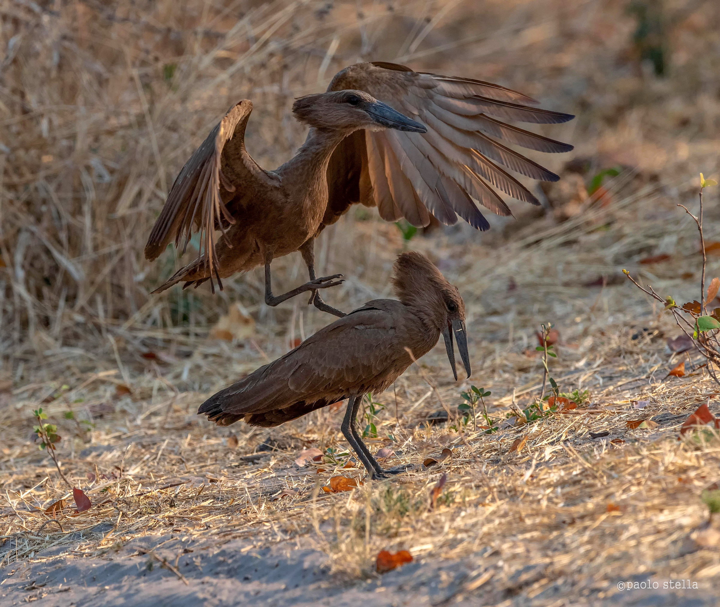 Hammerkop-Mating ritual