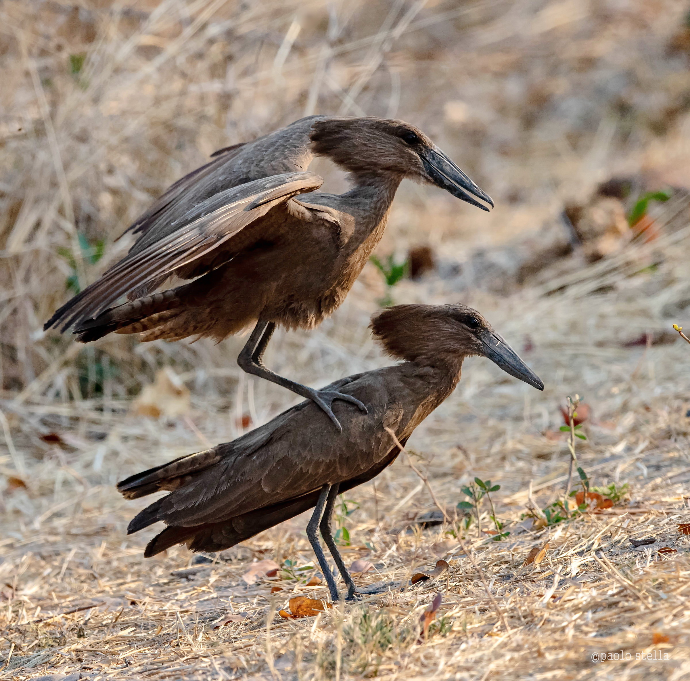 Hammerkop-Mating Ritual 3