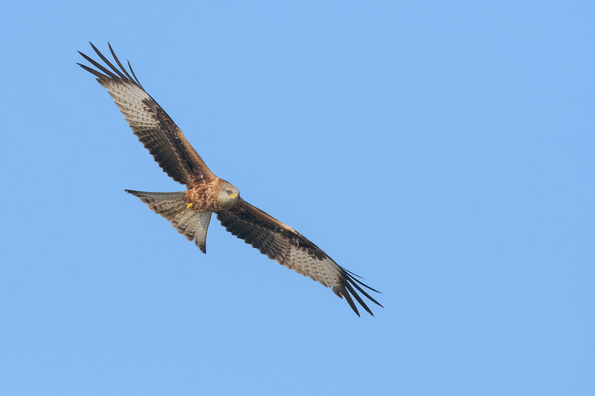 Royal Kite (Milvus milvus)