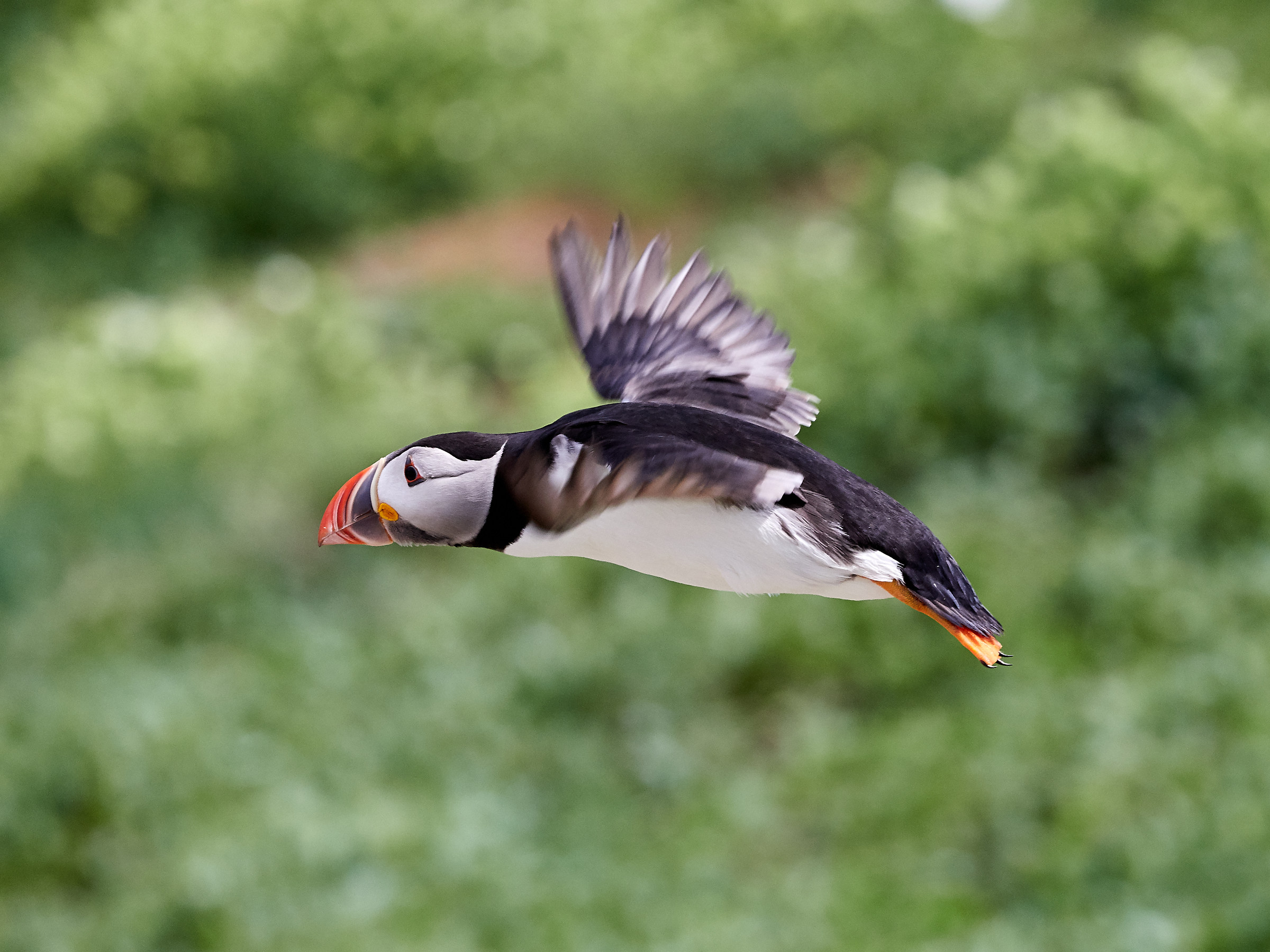 Pulcinella in volo..