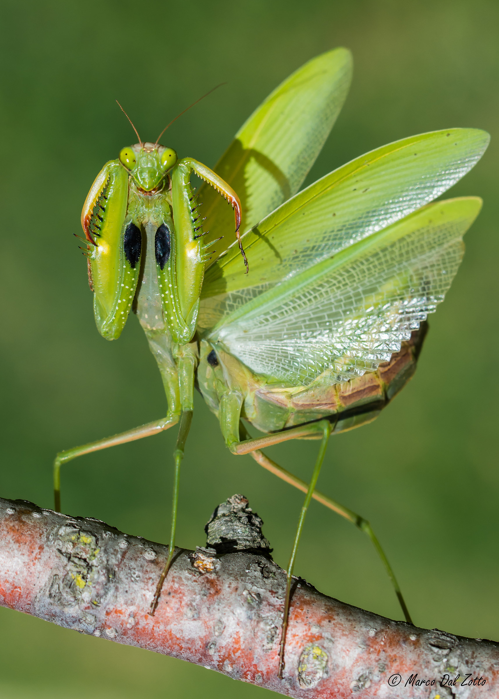 The Angry Mantis