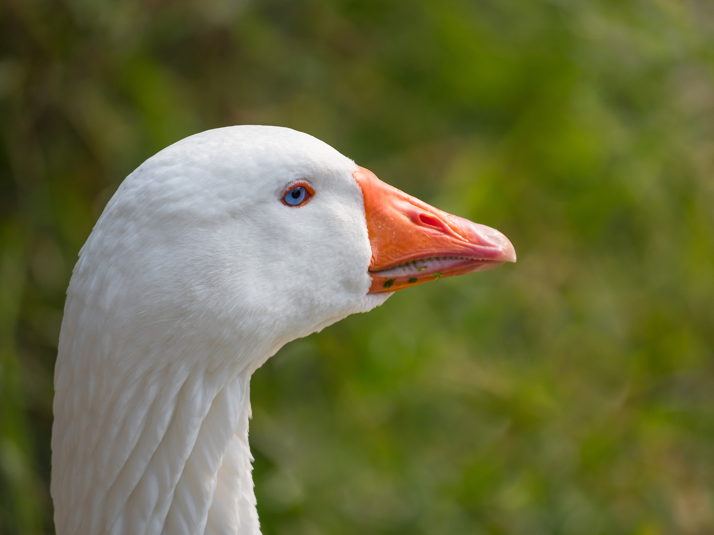 I'm a little goose but I'm very beautiful......