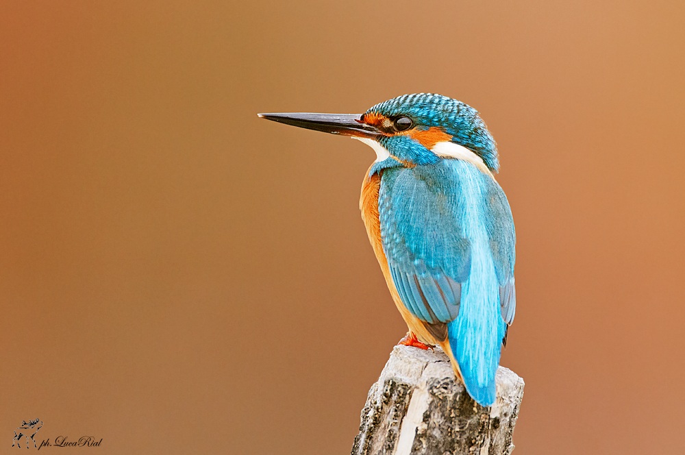 Kingfisher - Kingfisher
