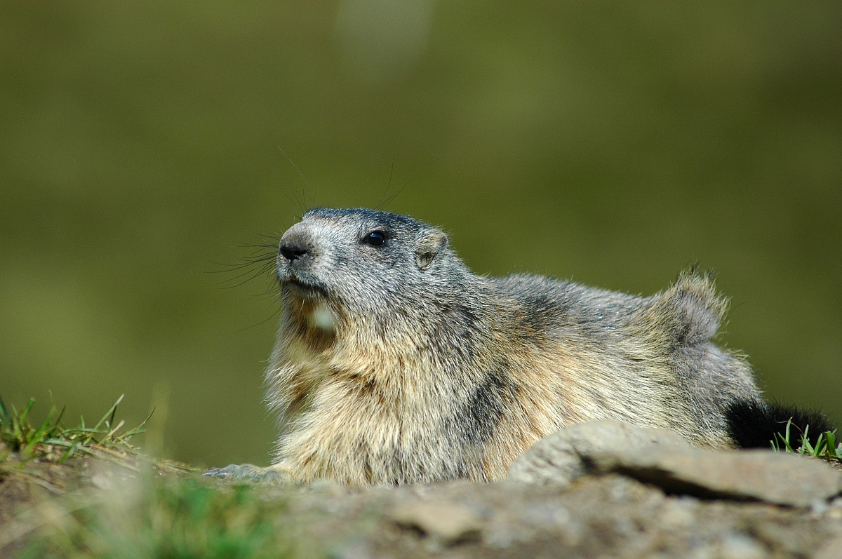 Marmot