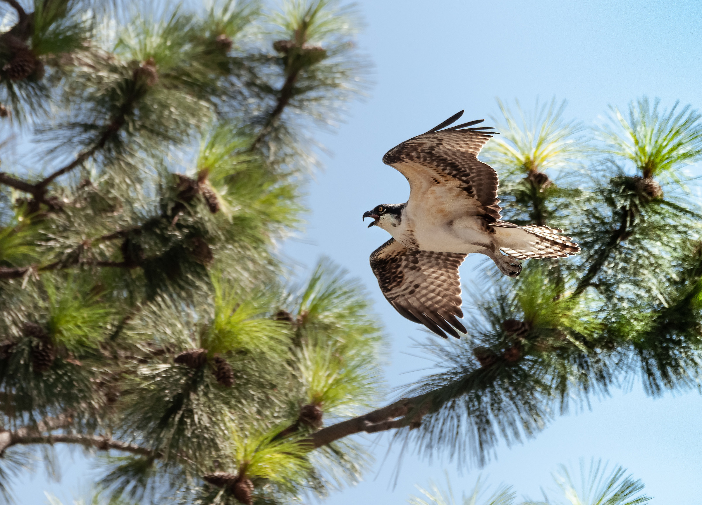 Credo sia un falco pellegrino..no è un Falco pescator...