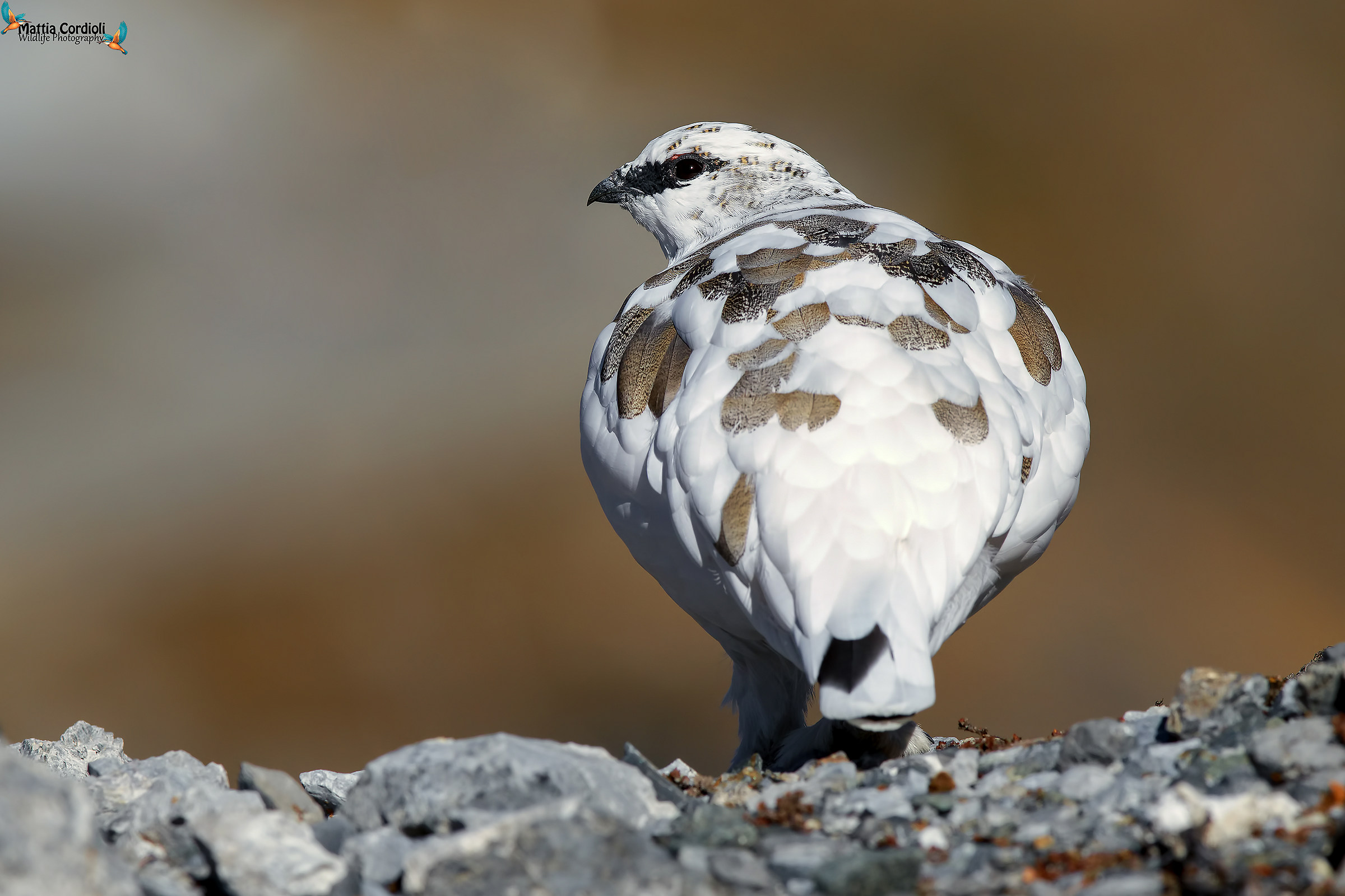 White Partridge