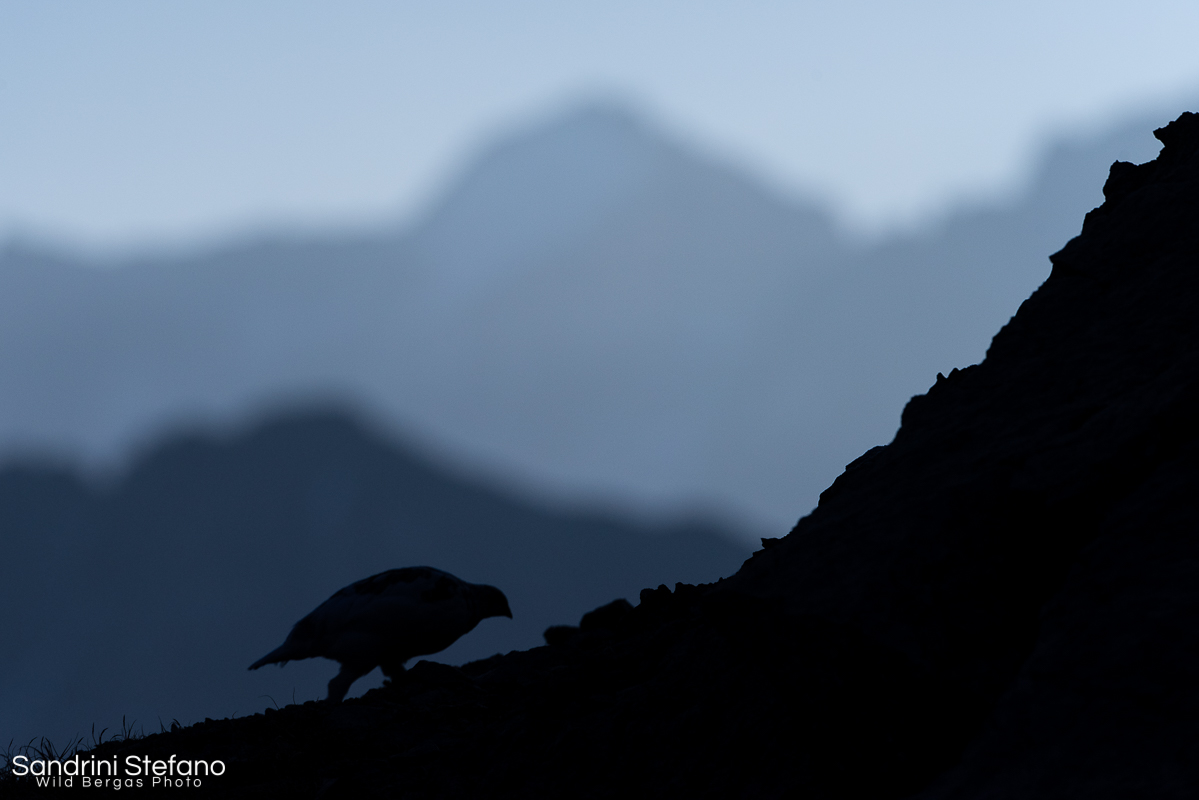 The Cold White Light