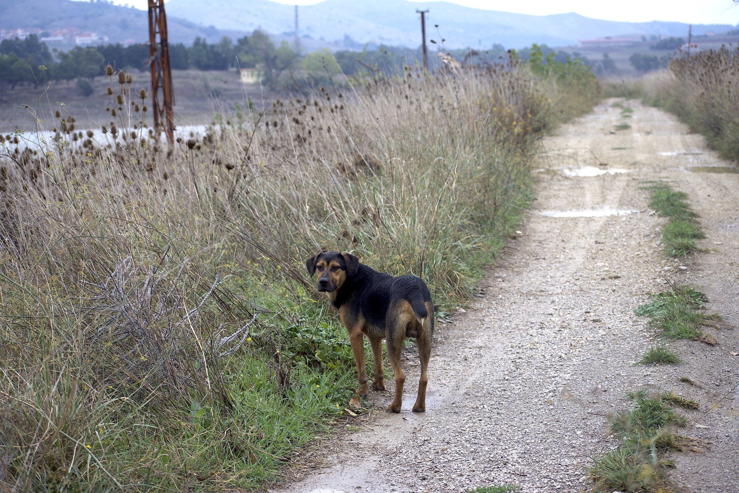 Indimenticabile compagno sul Itinerarium Rosaliae 2018