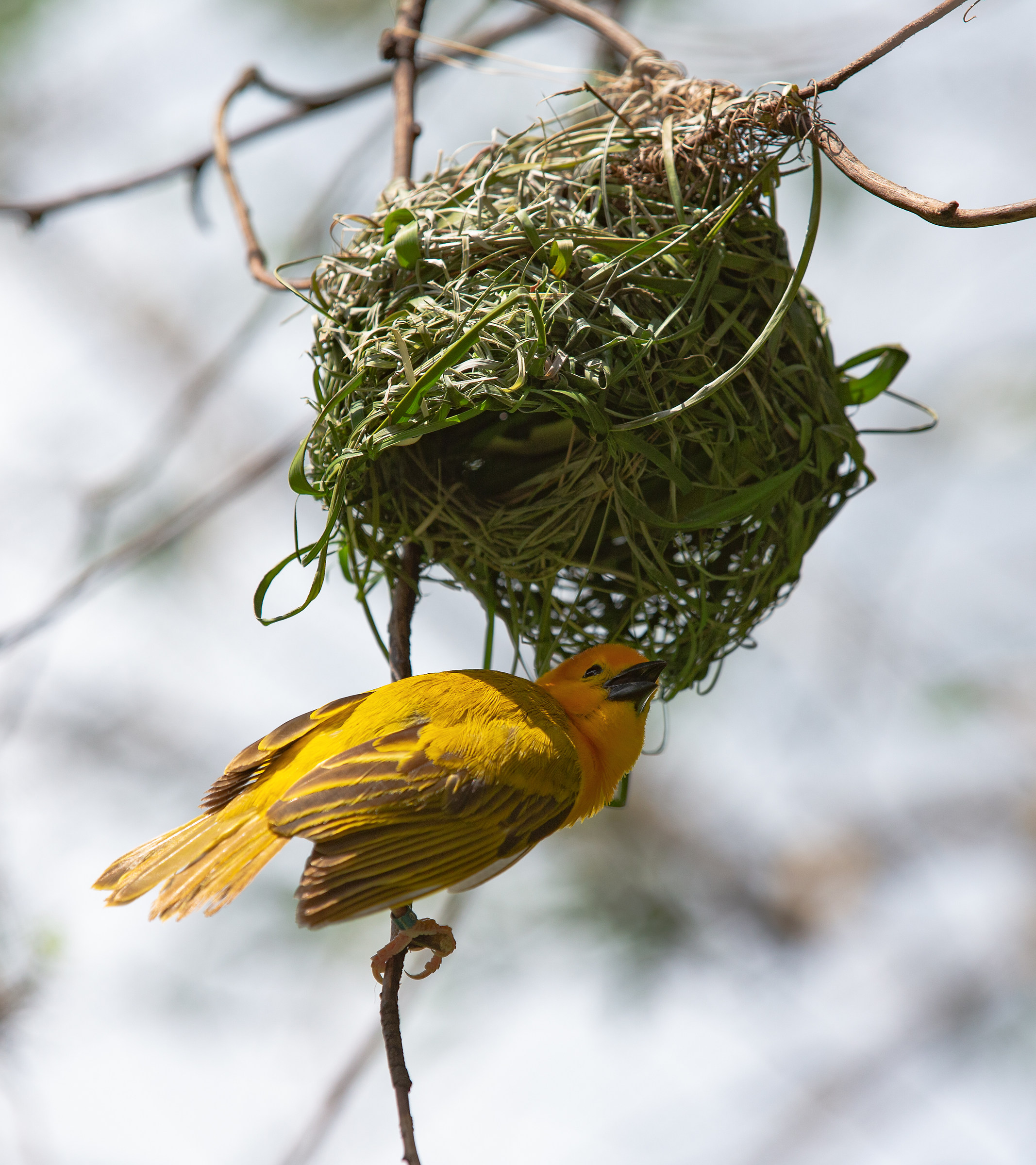 Tessitore giallo (Ploceus capensis)