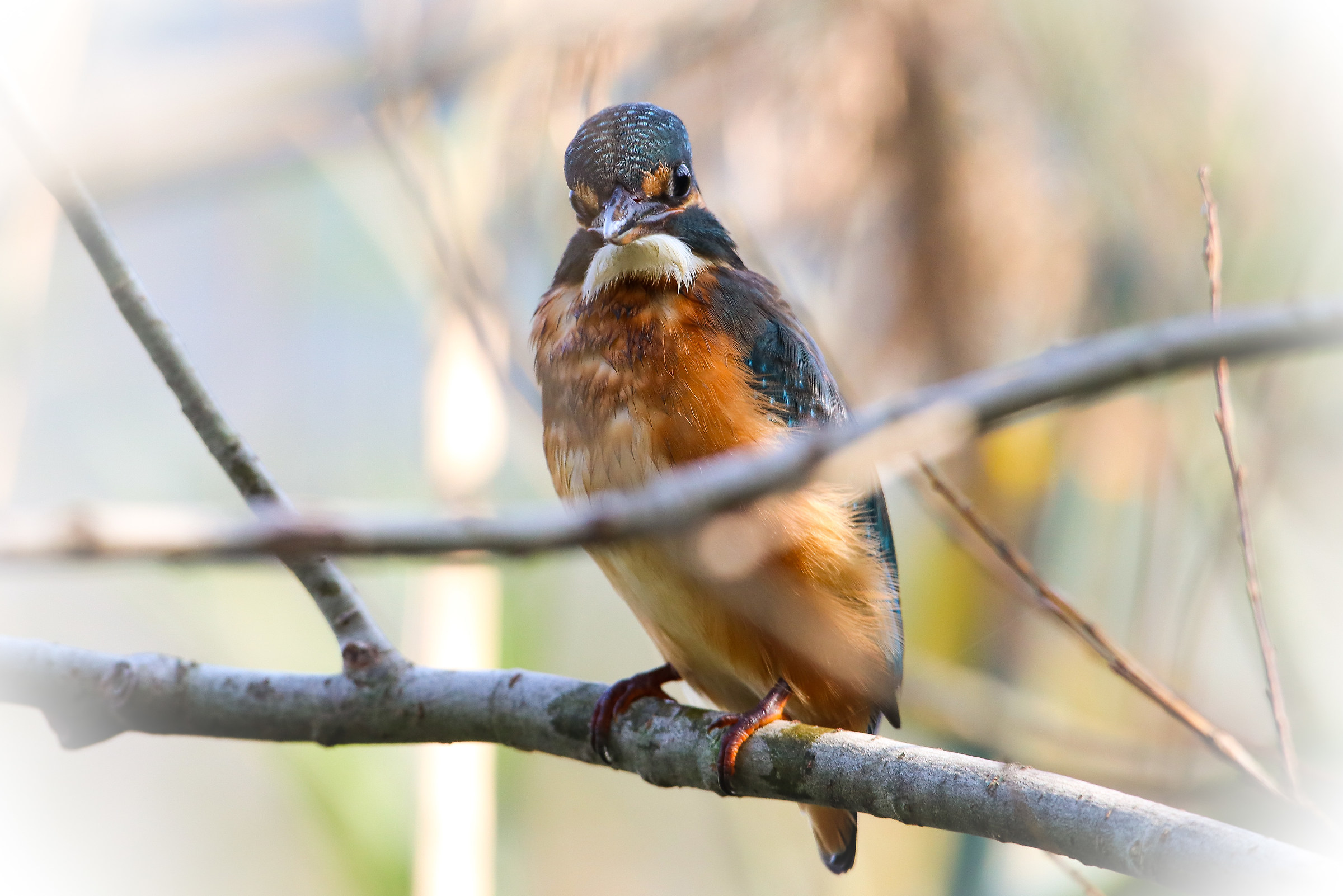 Martina oasi Madonnina