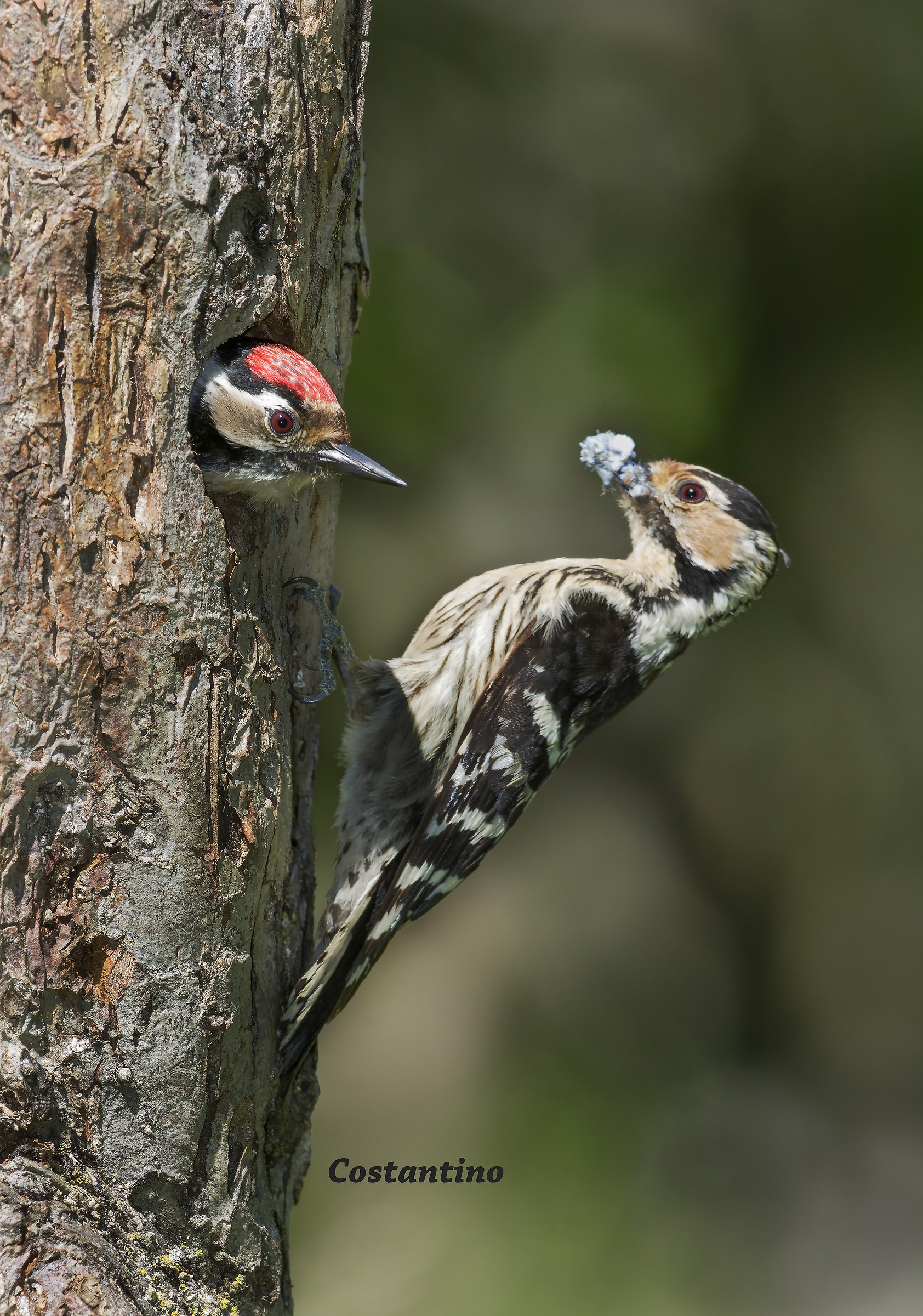 Lesser Spotted Woodpeckers (Dryobates minor)
