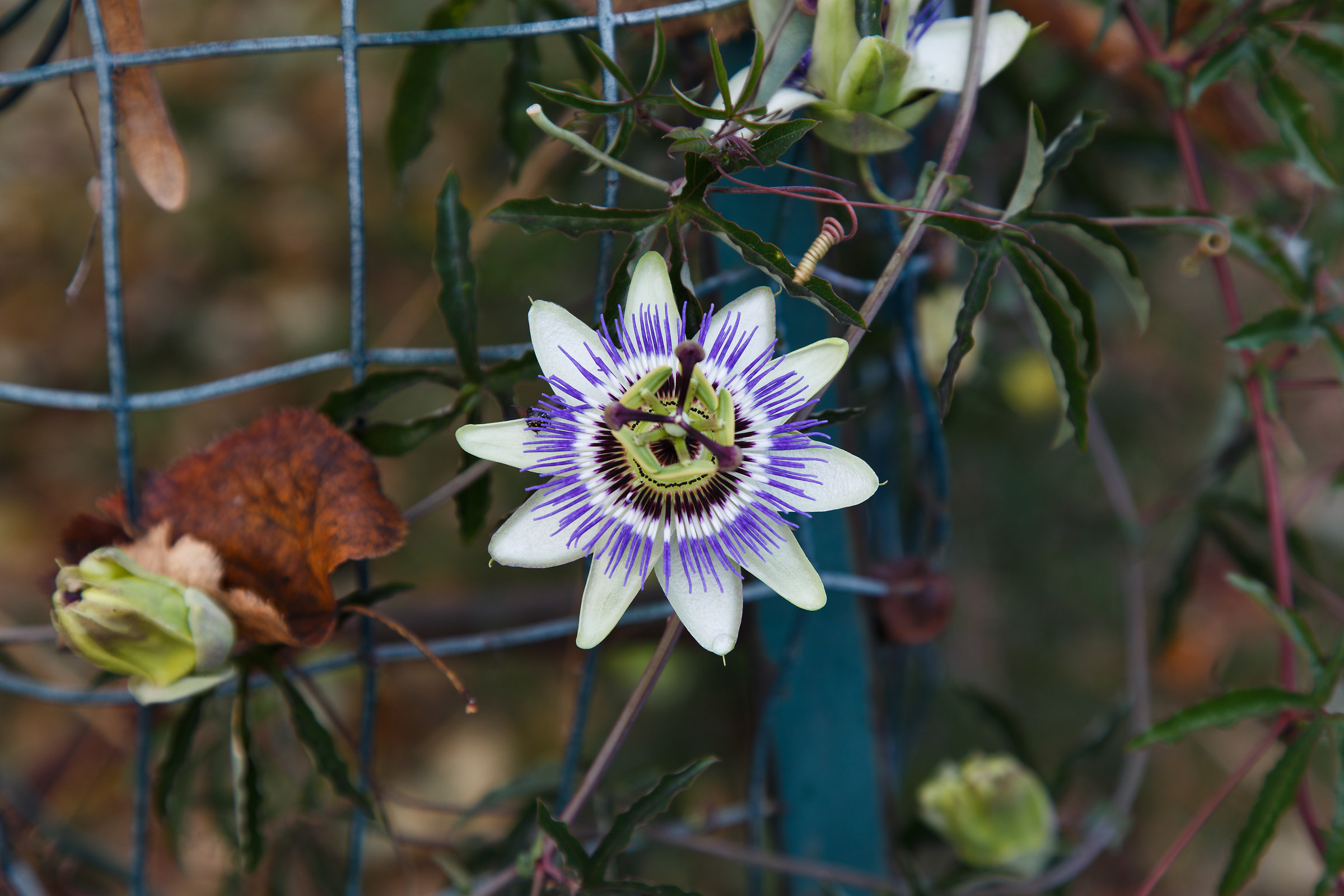 Passiflora