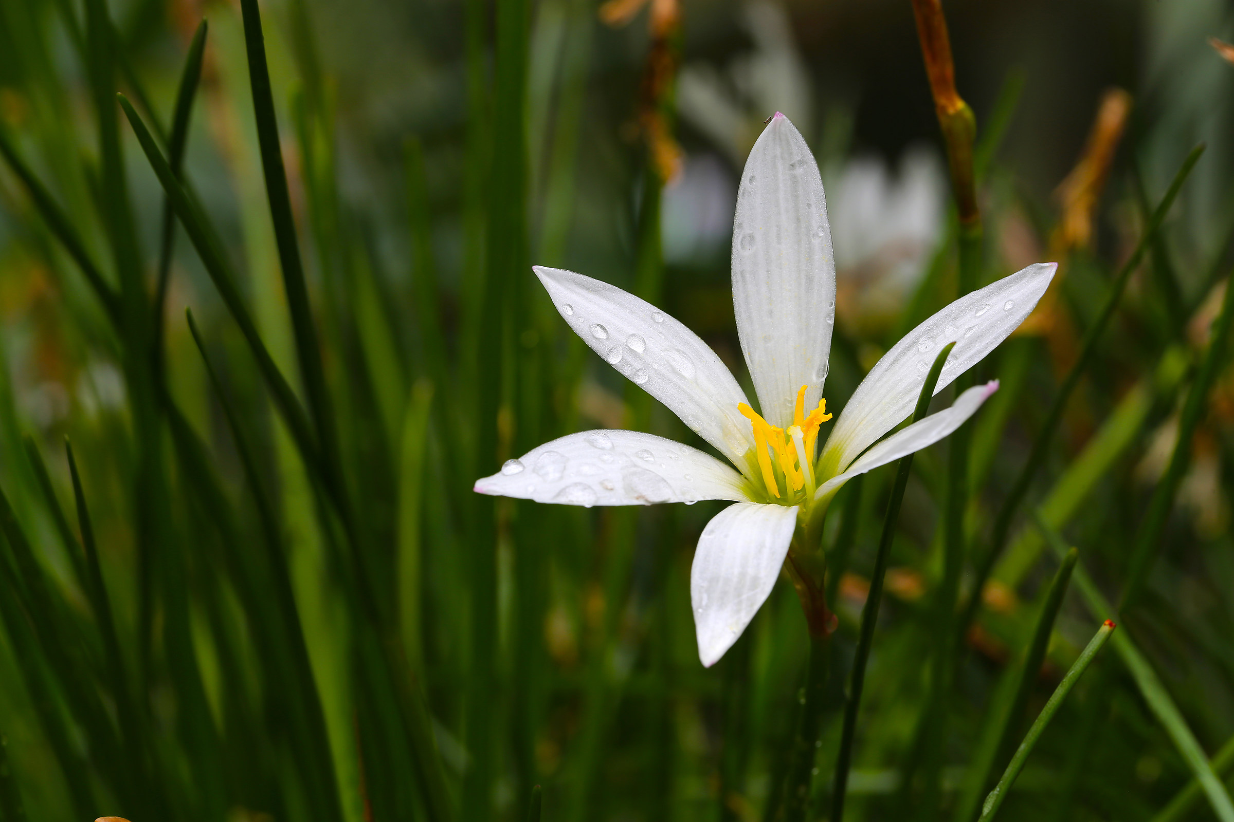 Zephyranthes candida
