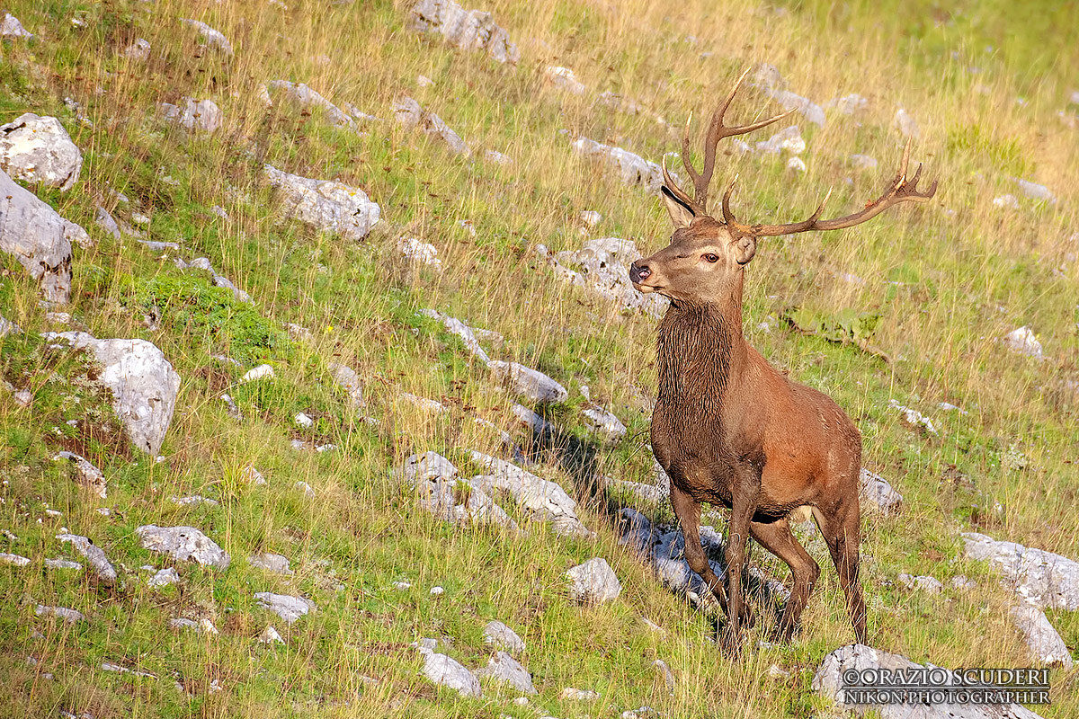 Cervus elaphus