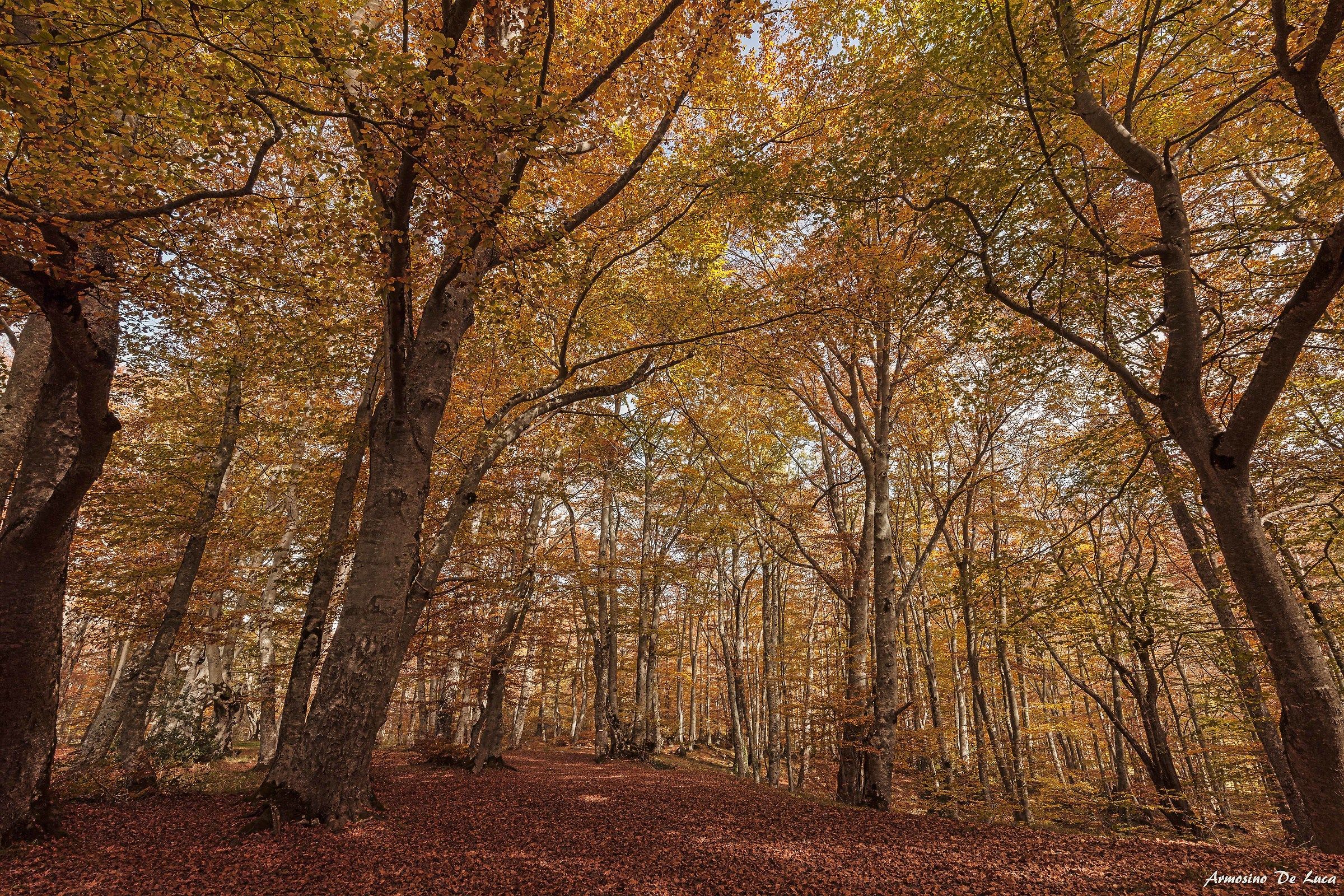 Passeggiando nel bosco.