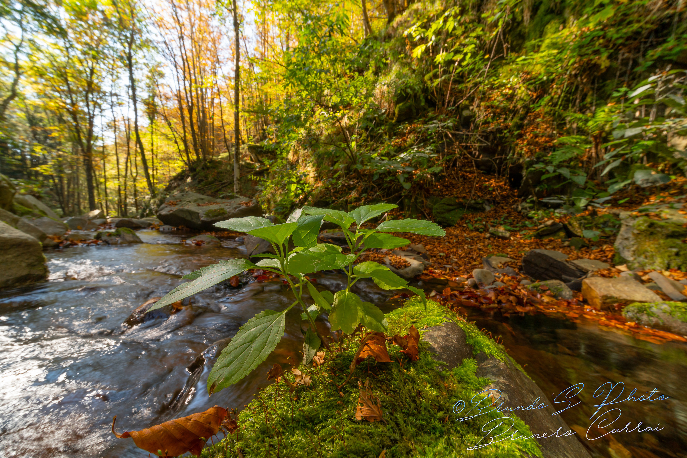 Laowa Test 12mm f 2.8 + MC-11 + A7R III