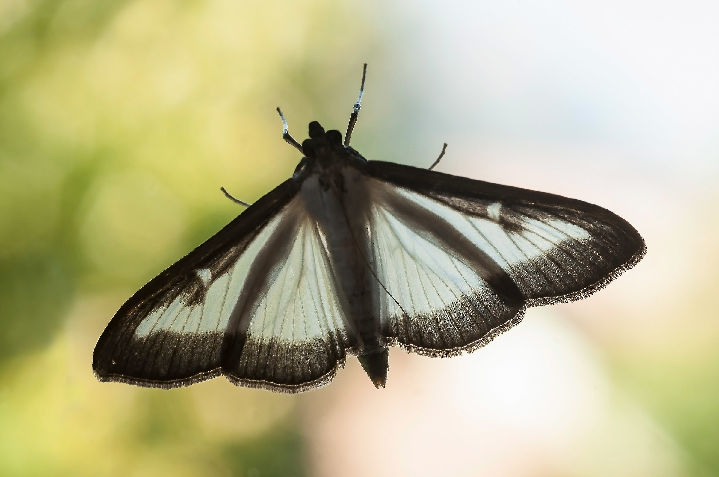 Diafane transparencies