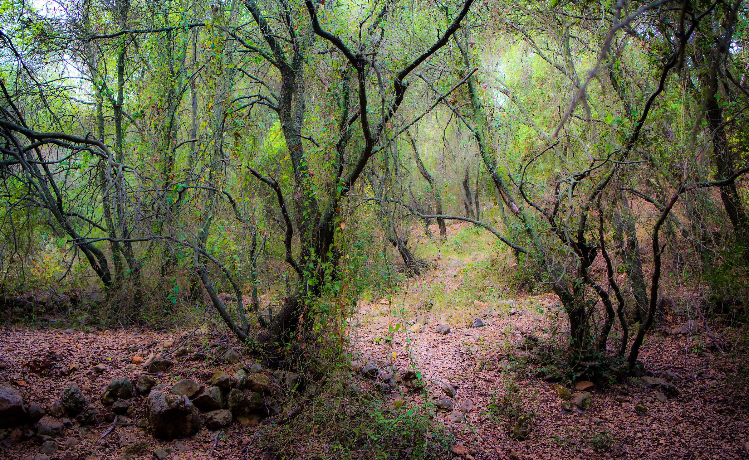 Profondità della foresta