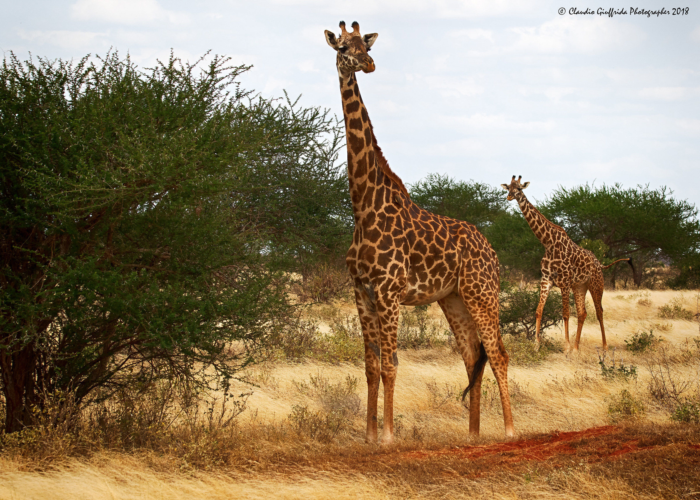 Giraffa camelopardalis