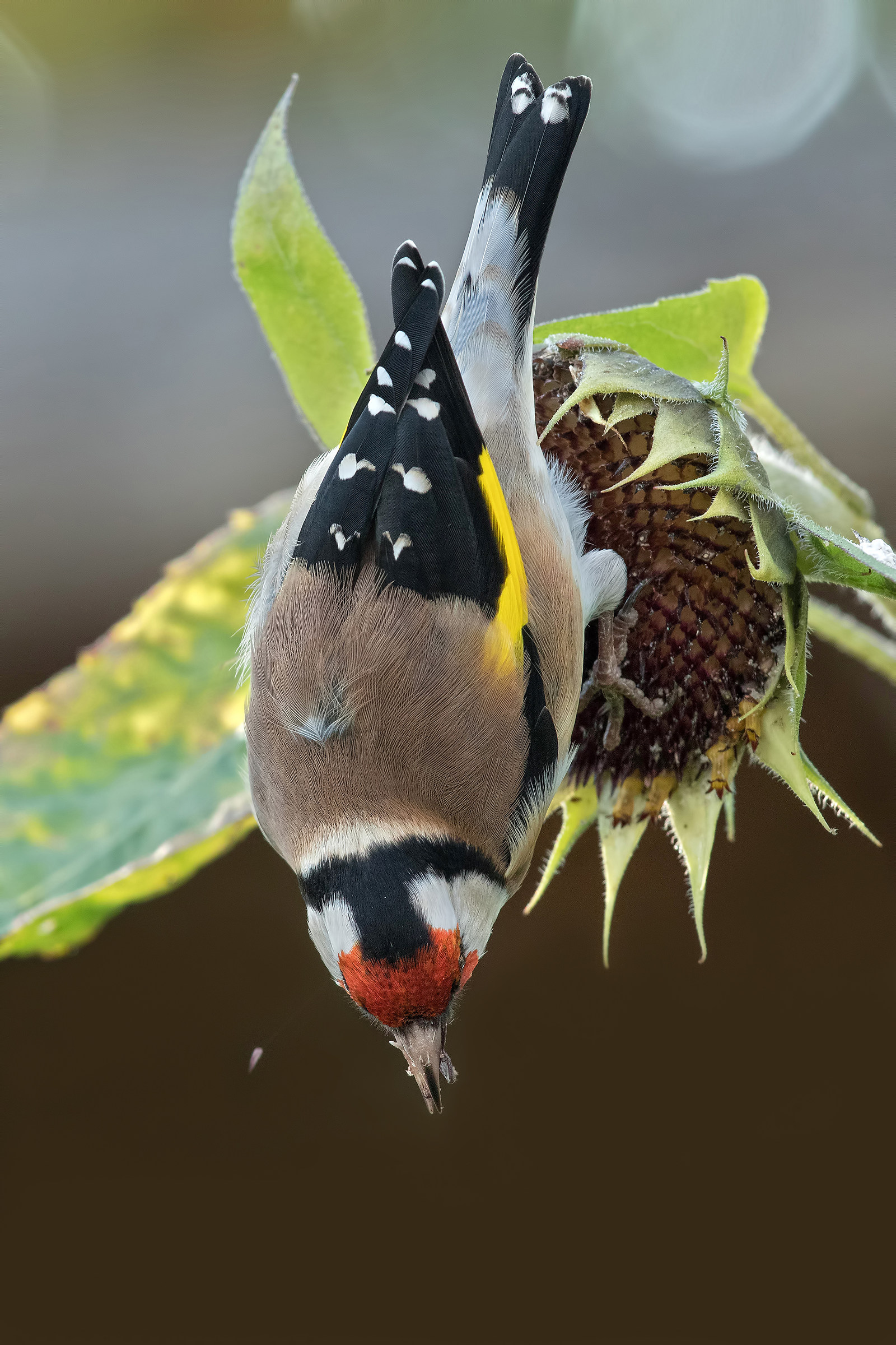 Goldfinch