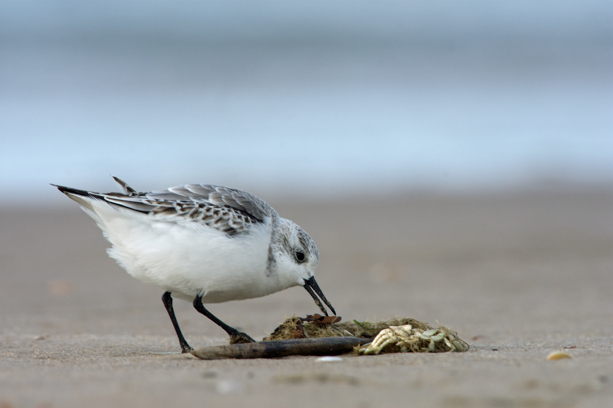 Sanderling