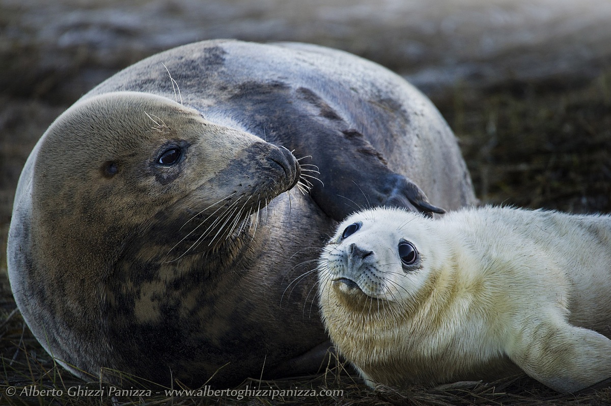 Lo sguardo di speranza di una giovane fochina...
