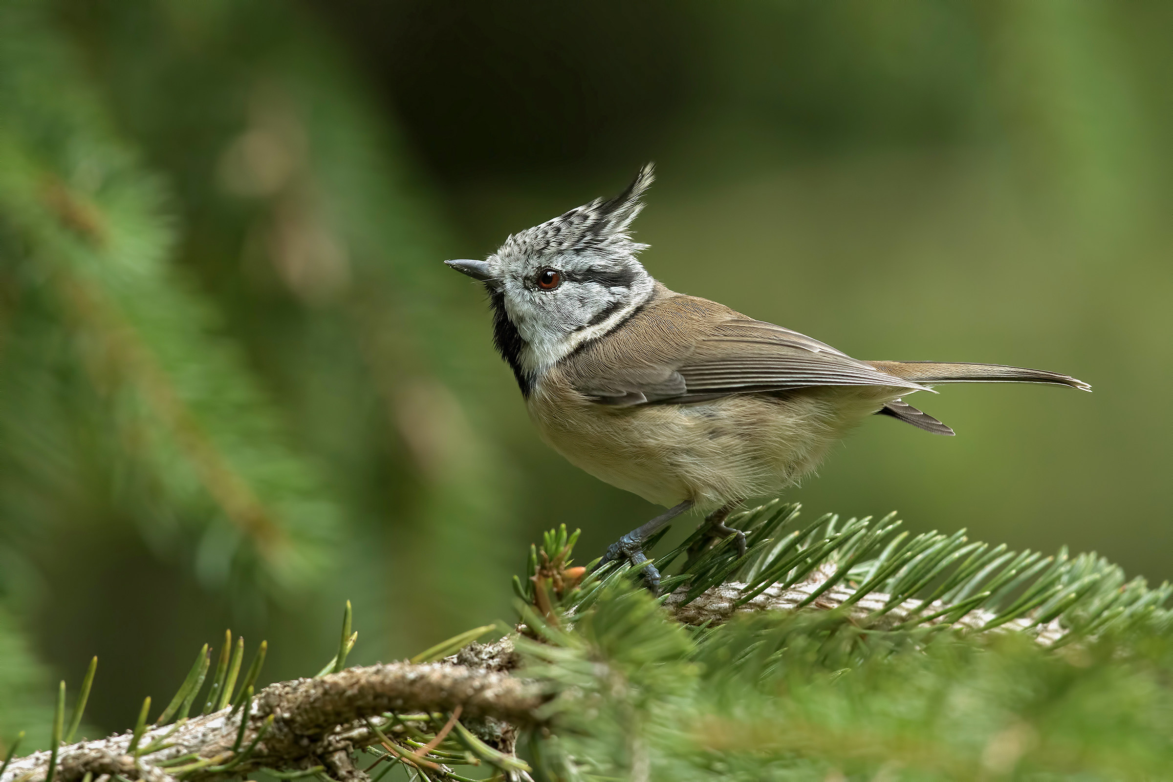 Cincia from the Tuam