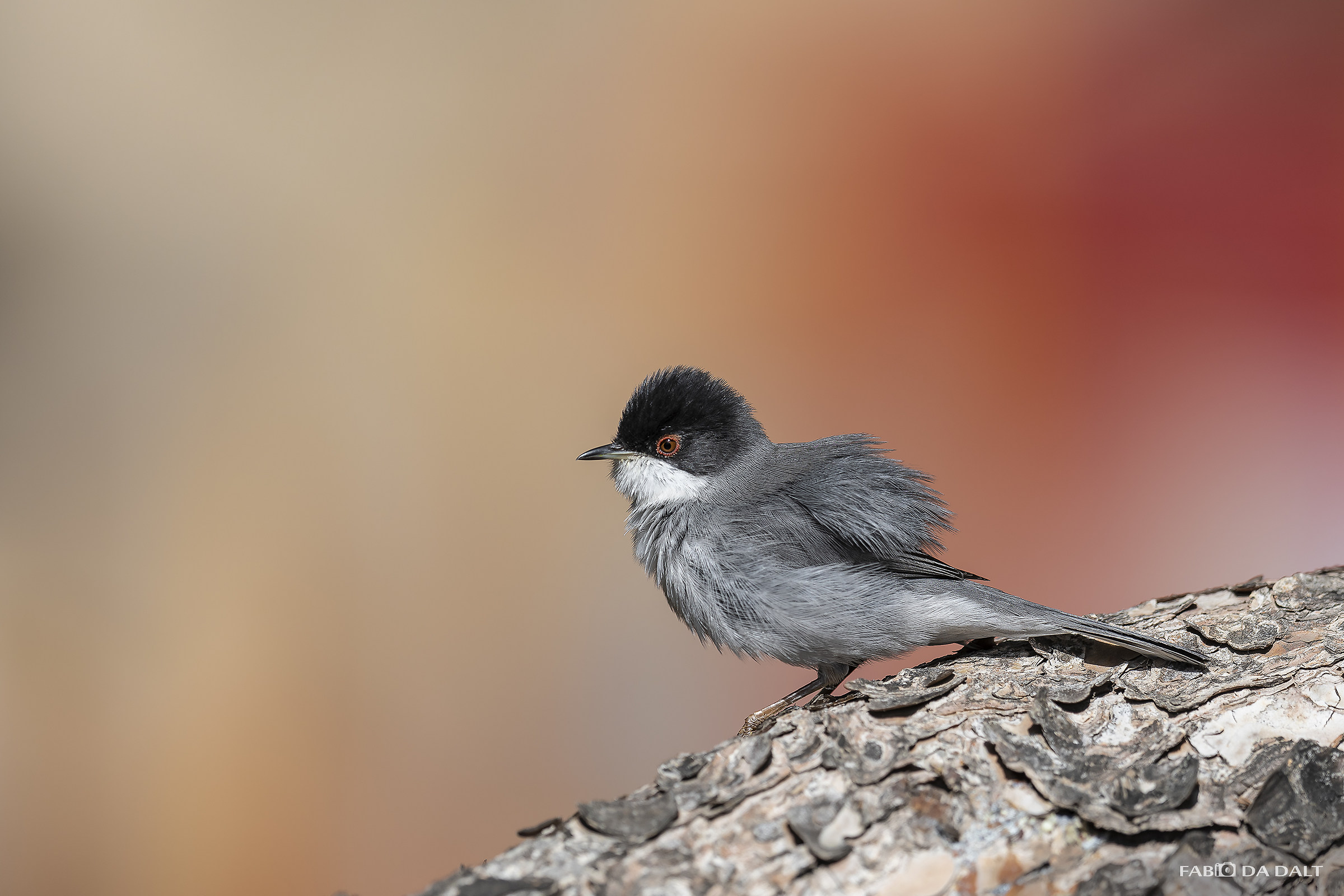 Sardinian Warbler