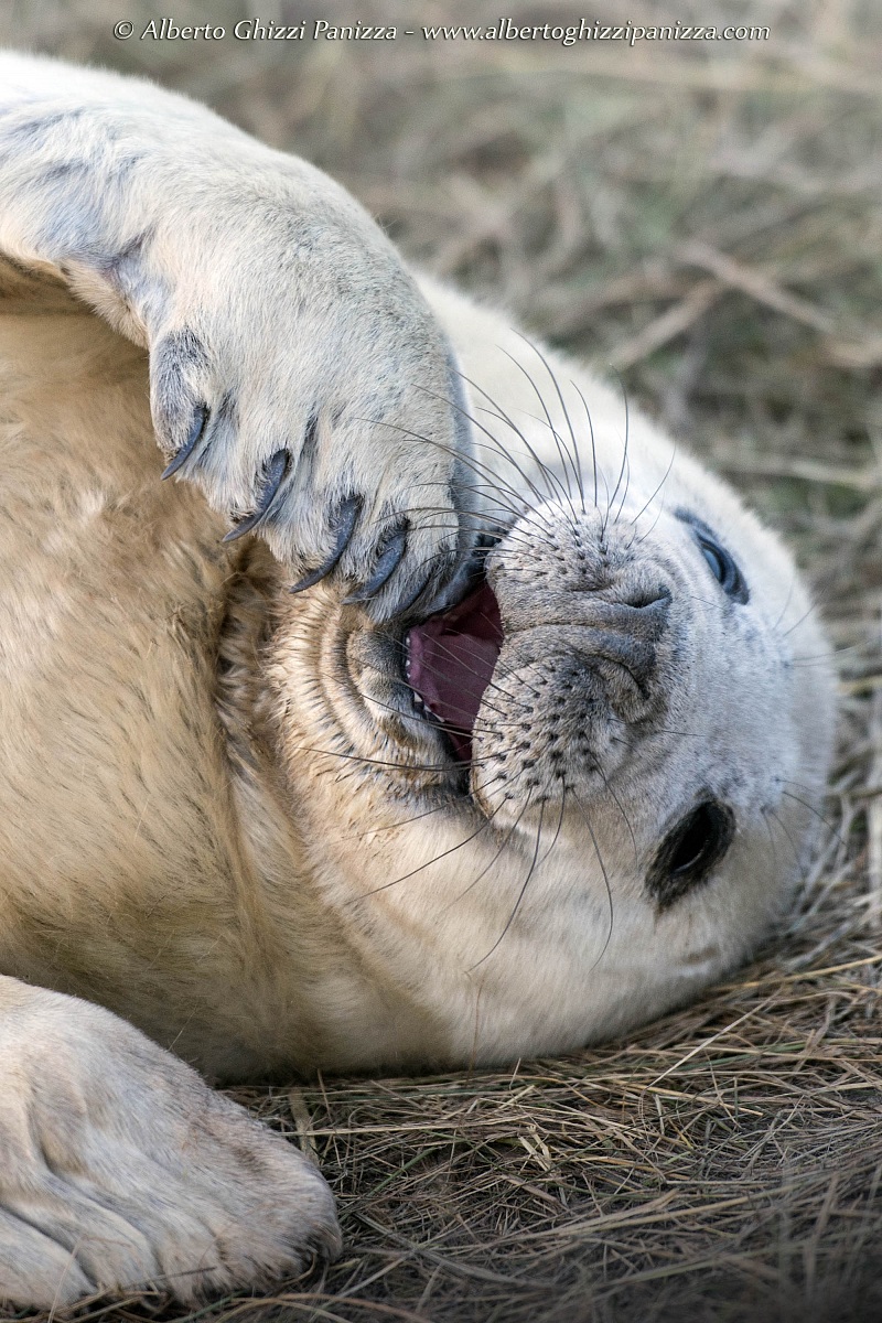 The innocence of a baby seal