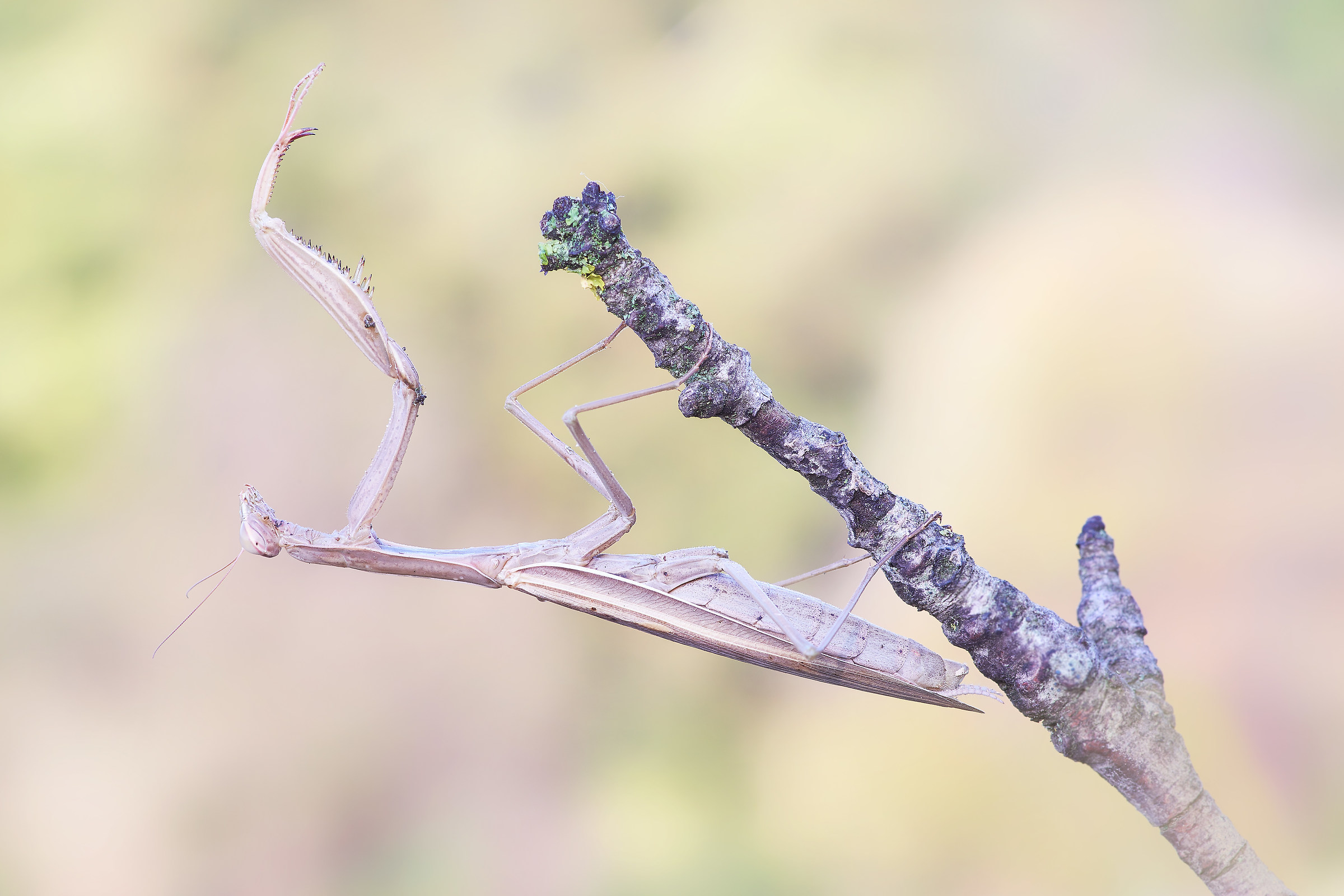 Religious mantis (Linnaeus, 1758)