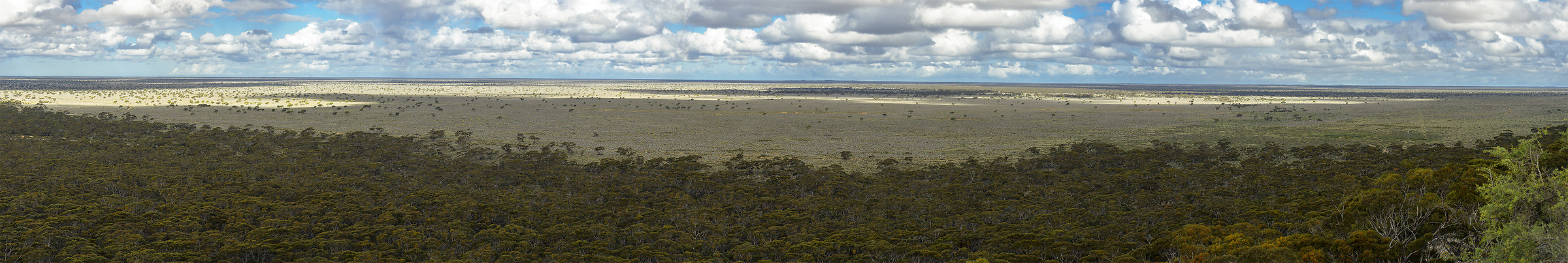 Savana Australiana - Nullarbor