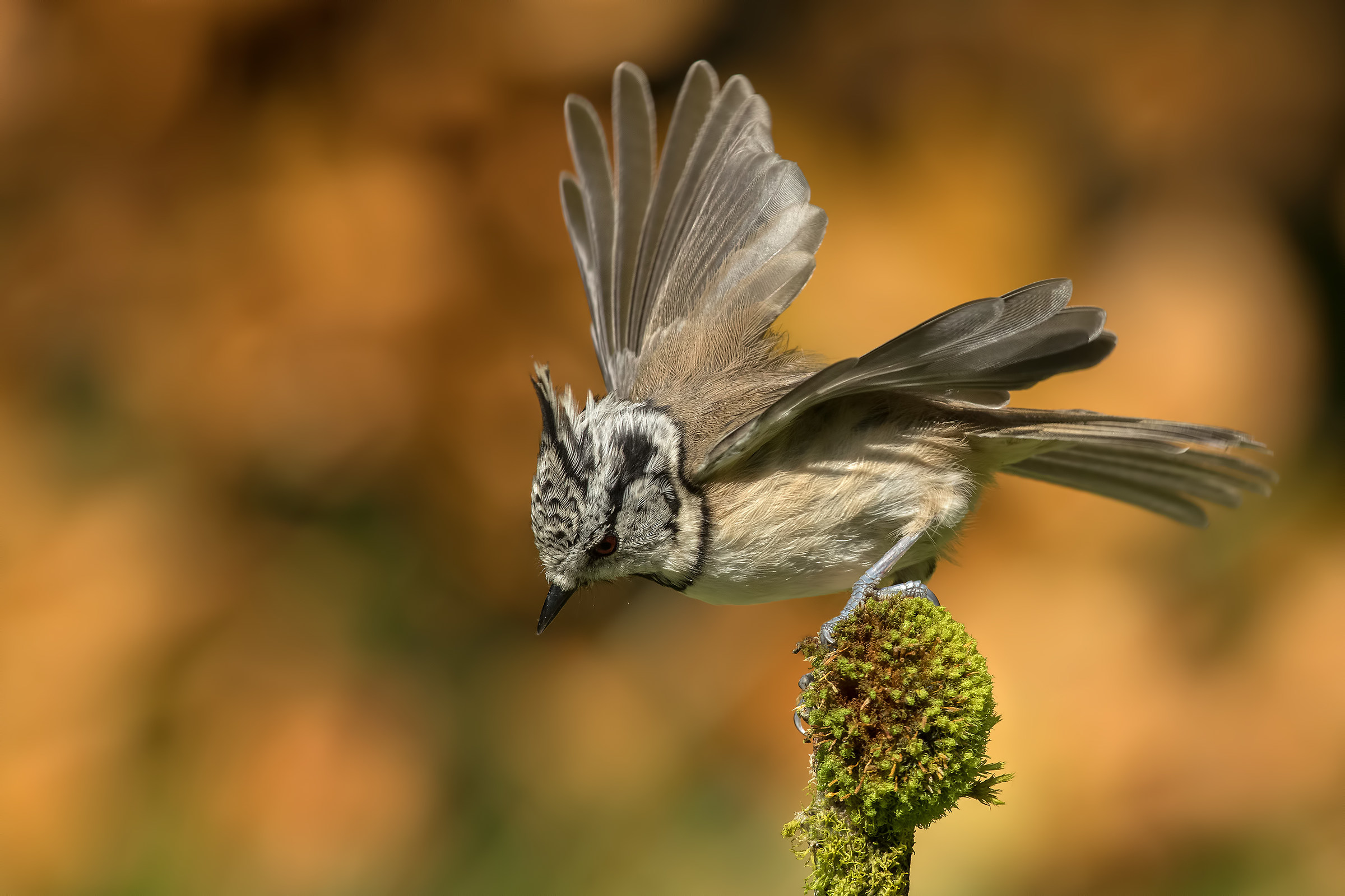 Cincia from the Tuam