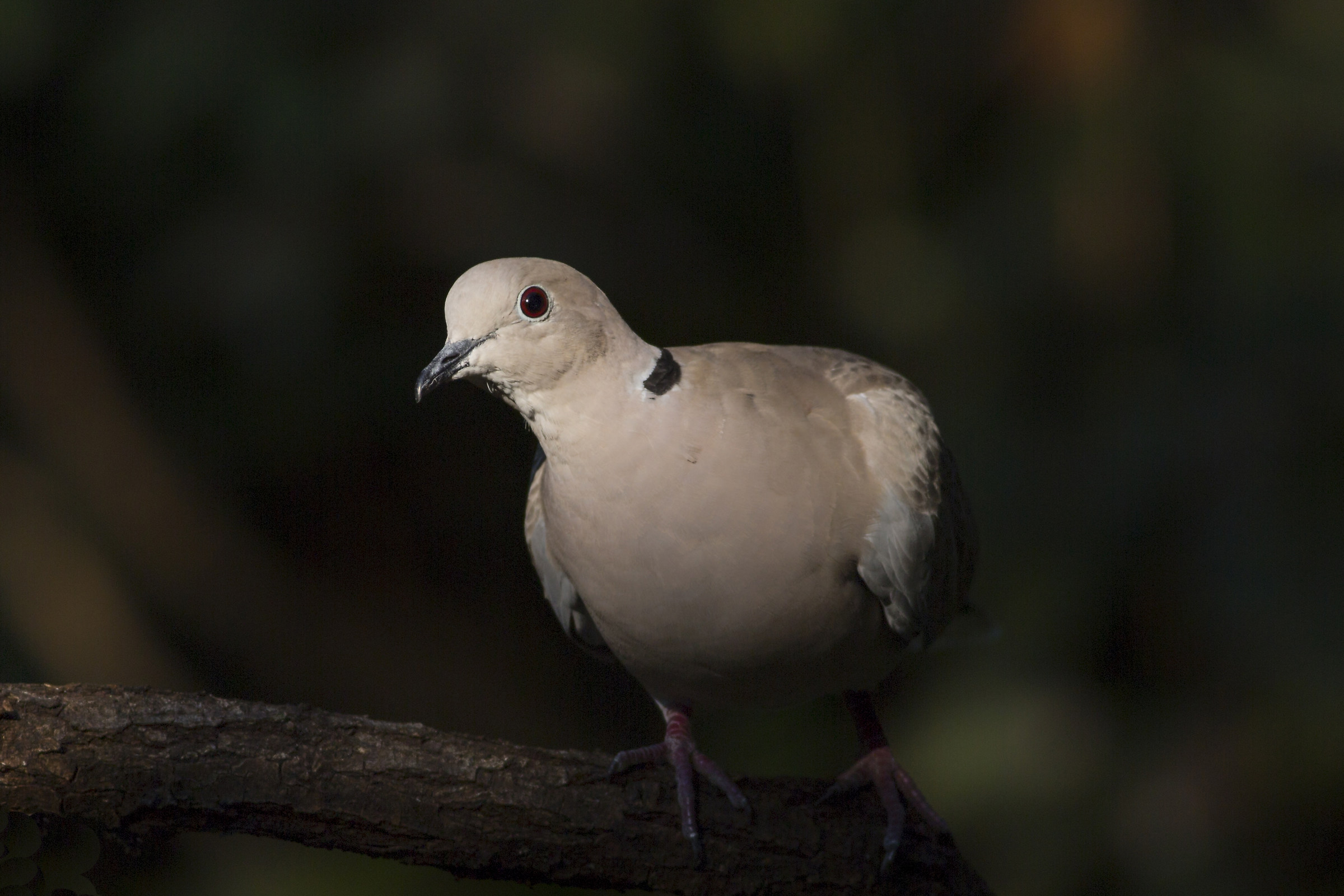 Collared Turtledove
