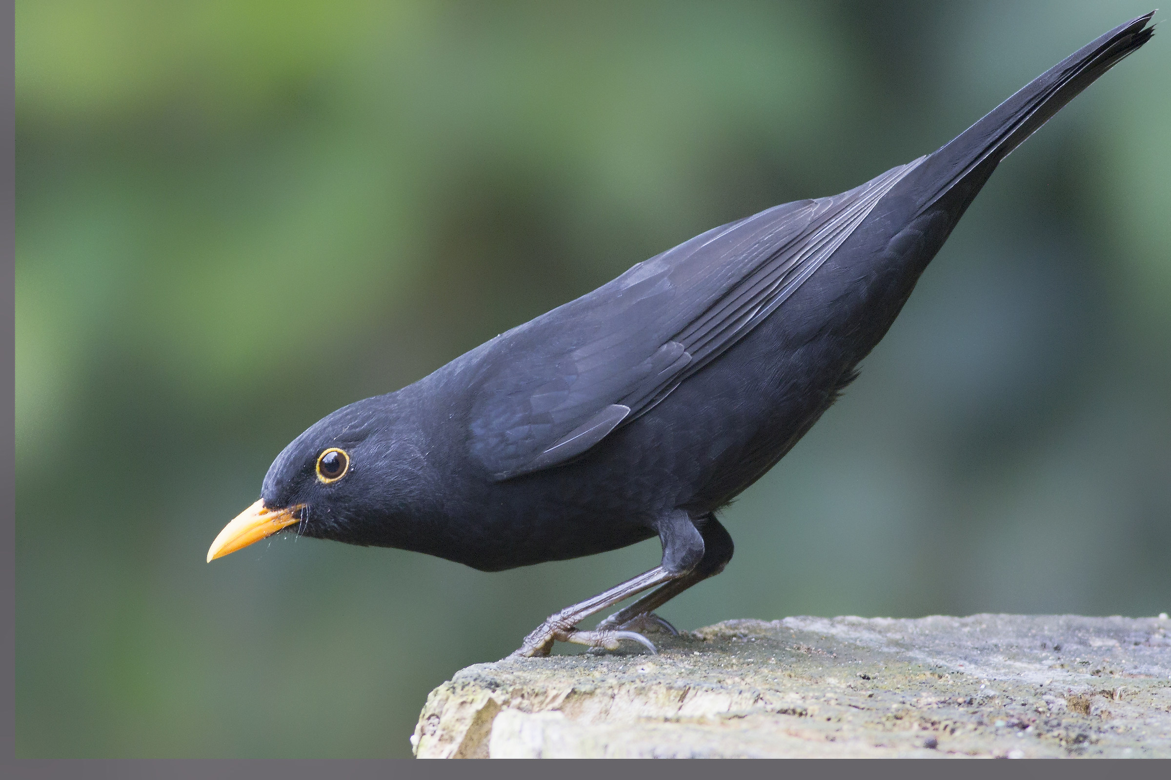 Male Blackbird
