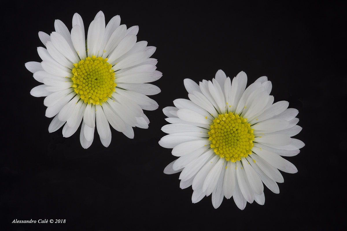Bellis perennis (Margheritina prataiola) 4067
