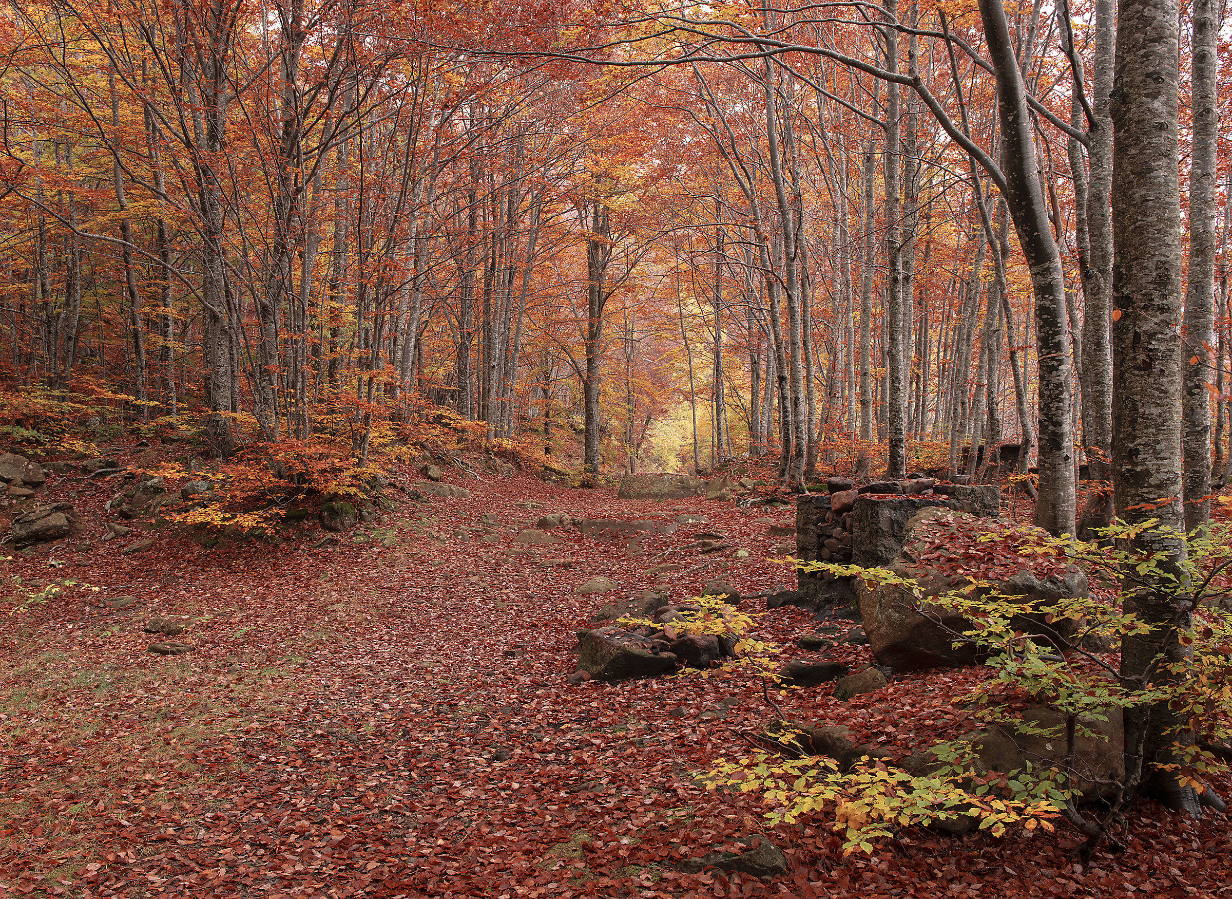 l'espressione della Natura