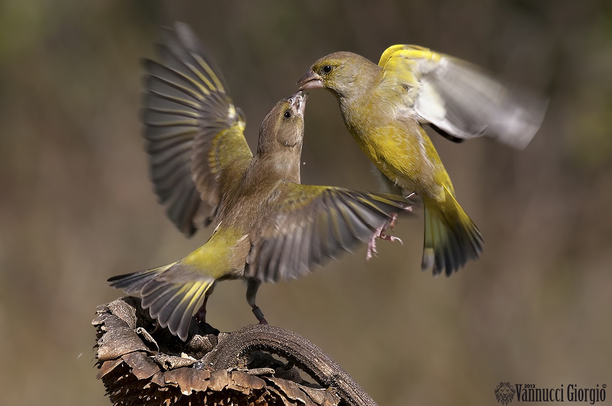 Verdone vs Verdone 3