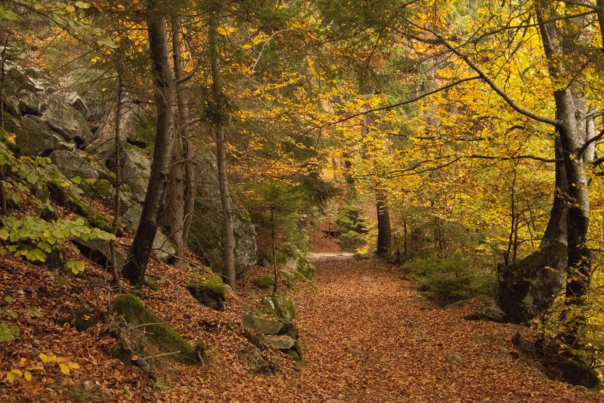 Autumn in the mountains